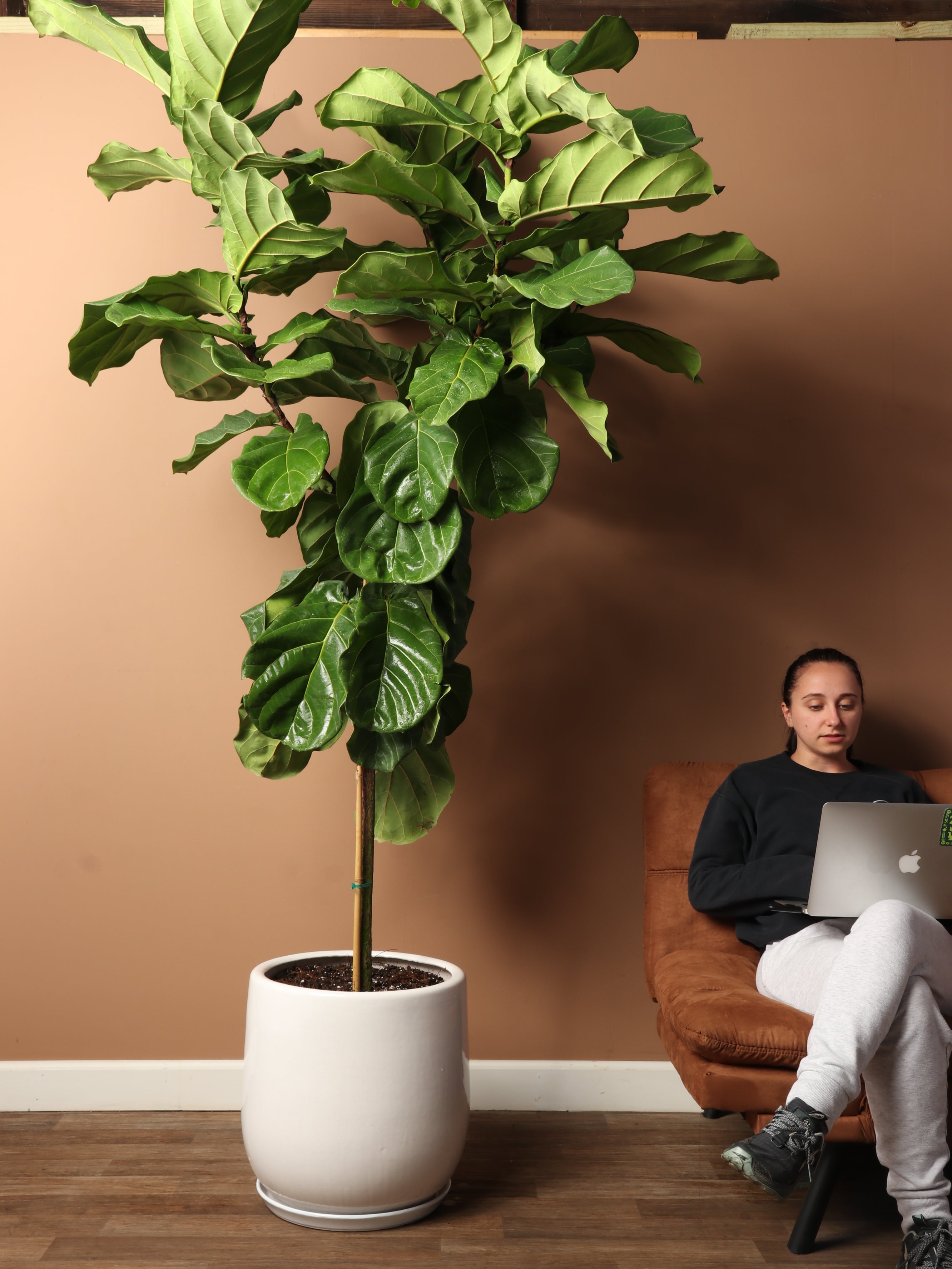 Huge Fiddle Leaf Fig