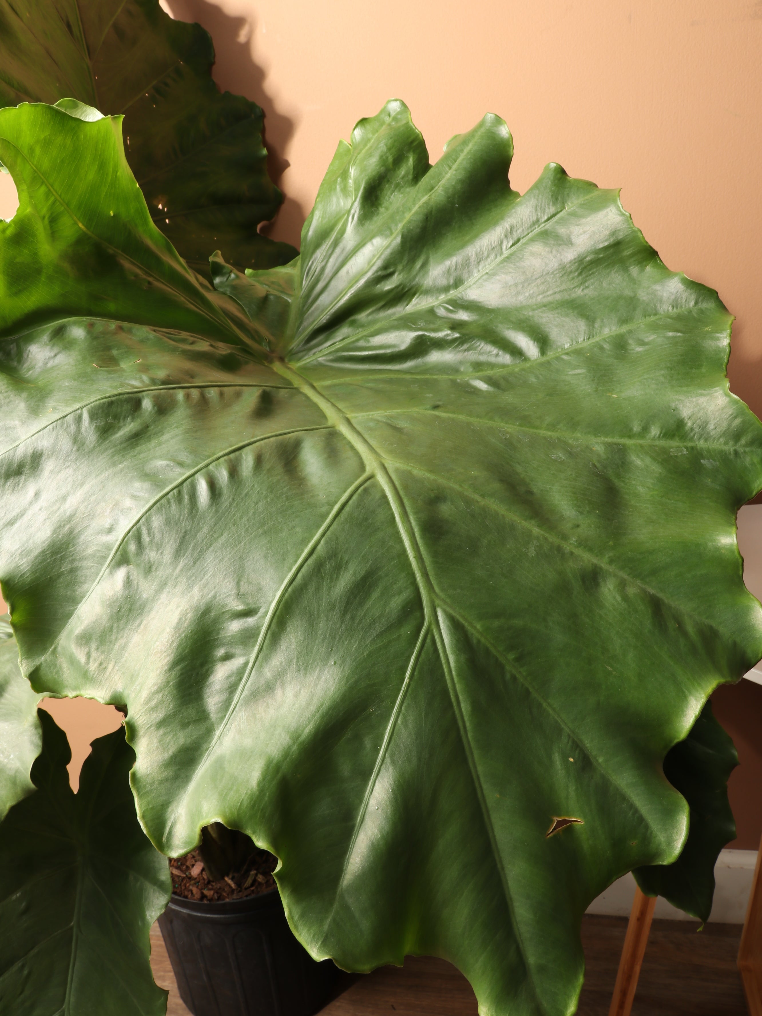 Large Alocasia 'Macrorrhiza'