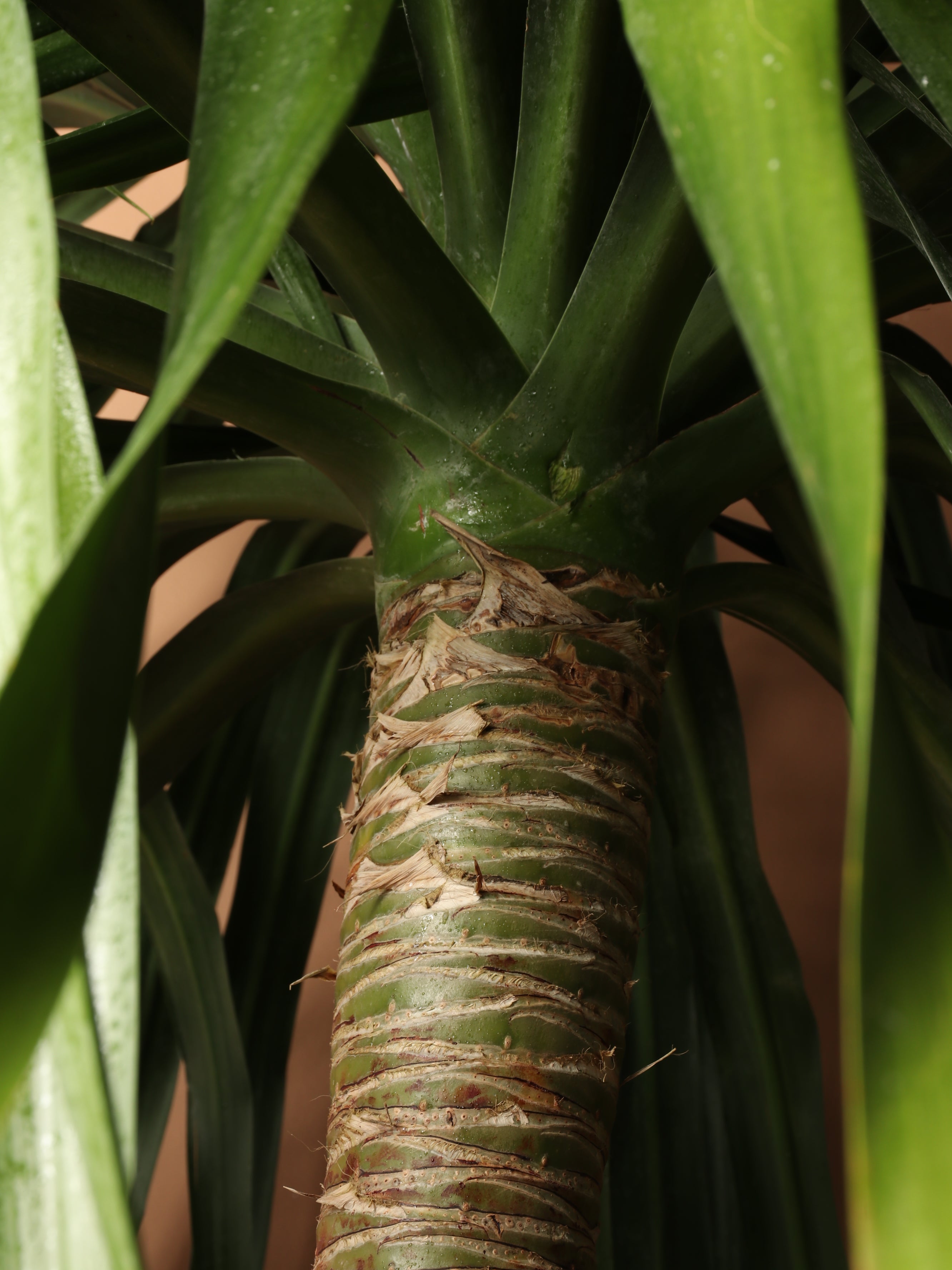 Huge Dracaena 'Arborea' Multiple Stalks