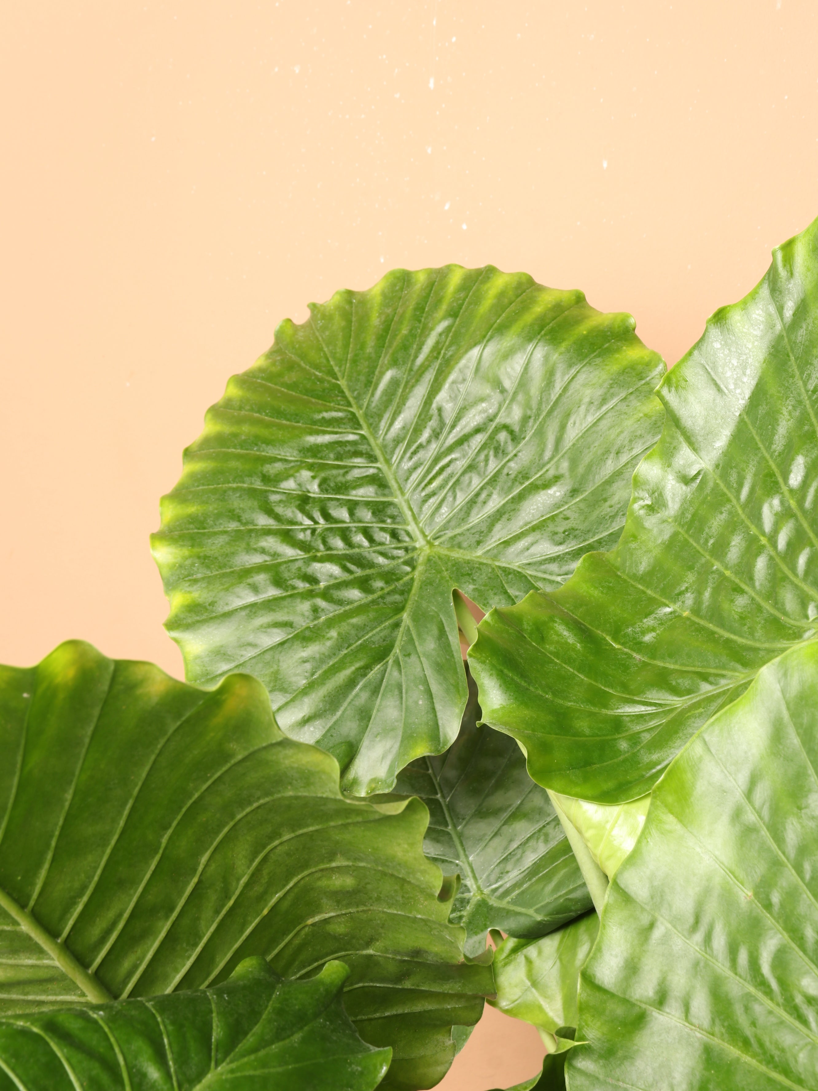 Large Alocasia 'Macrorrhiza'