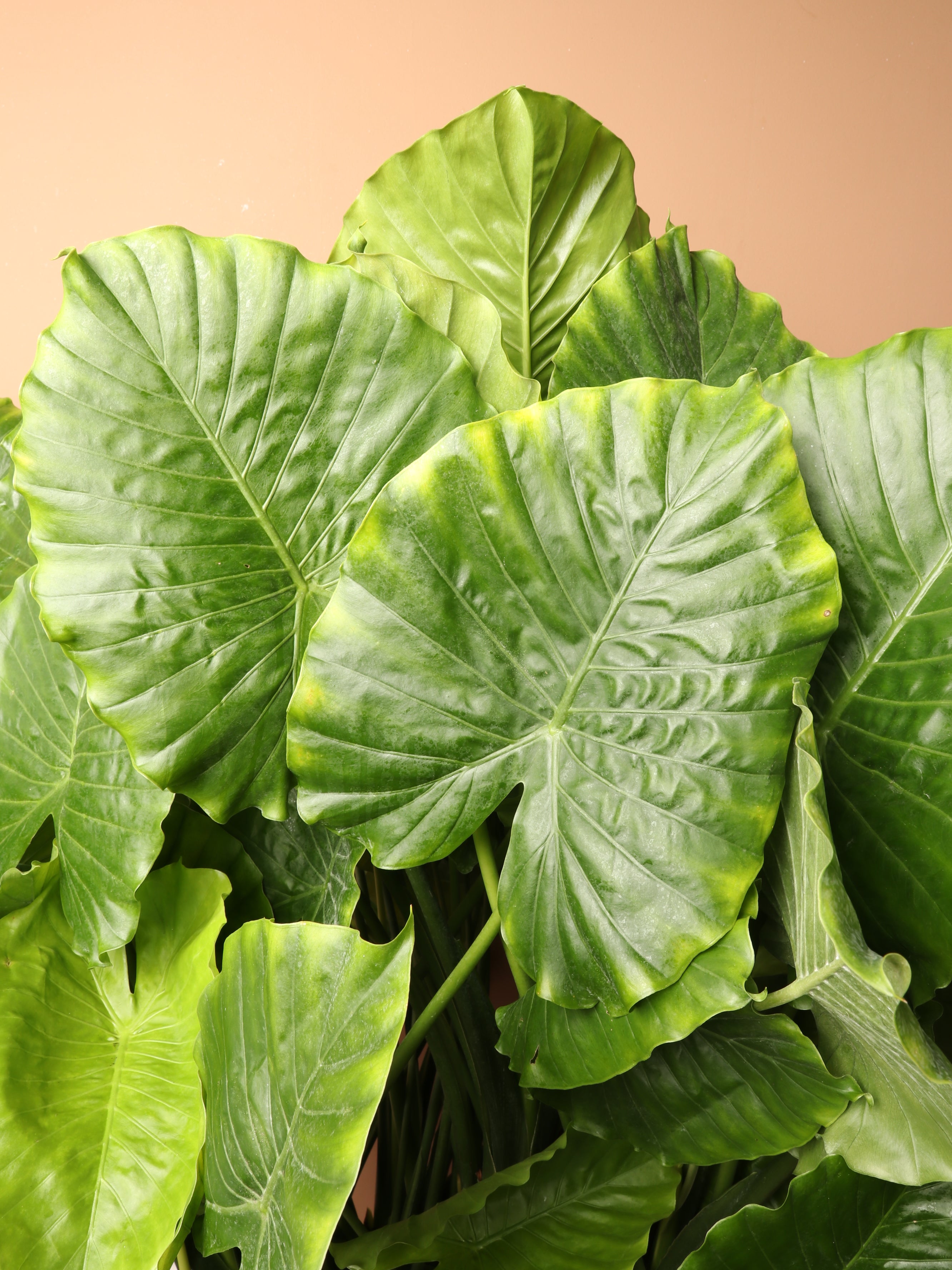 Large Alocasia 'Macrorrhiza'