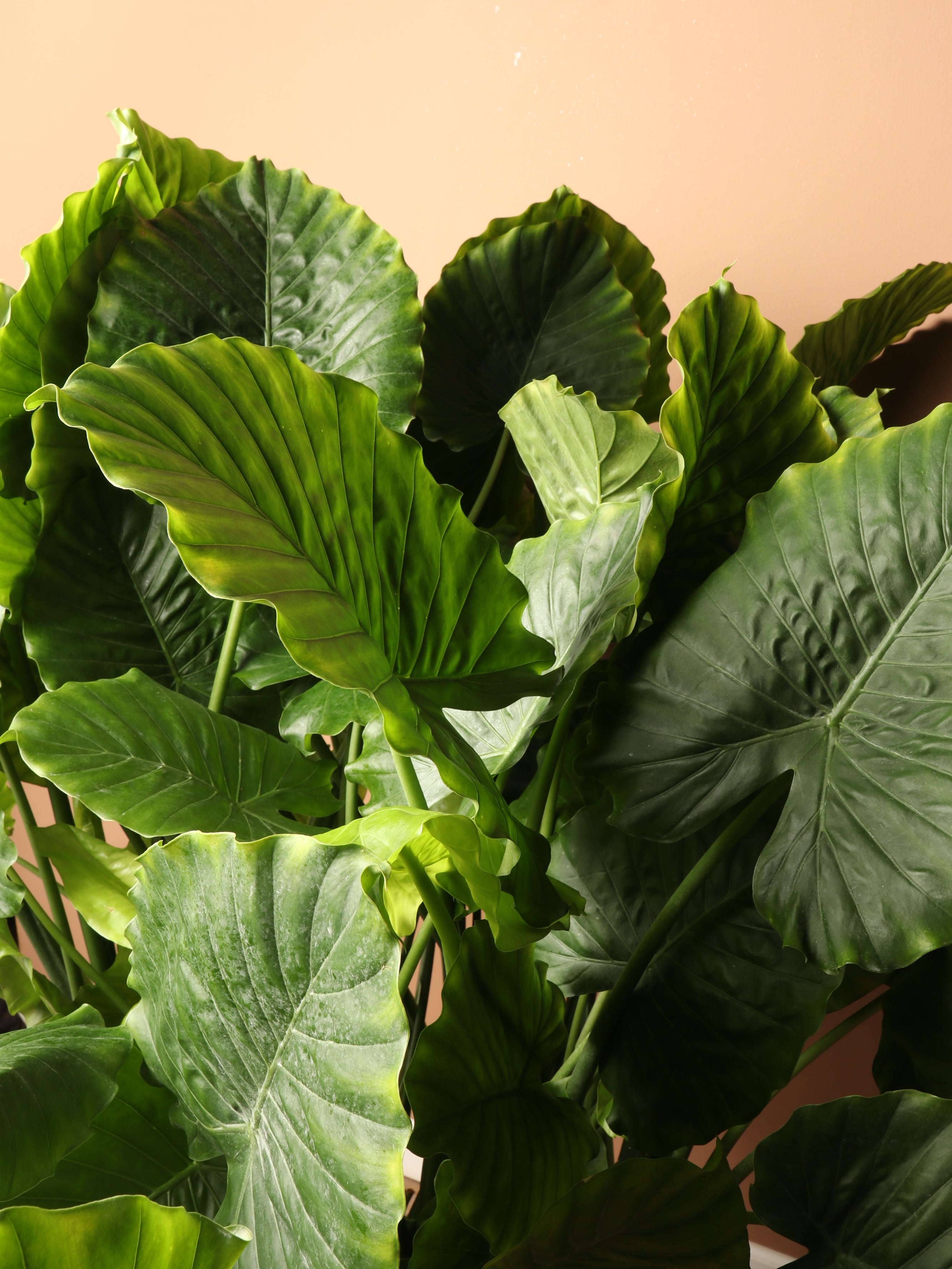 Large Alocasia 'Macrorrhiza'