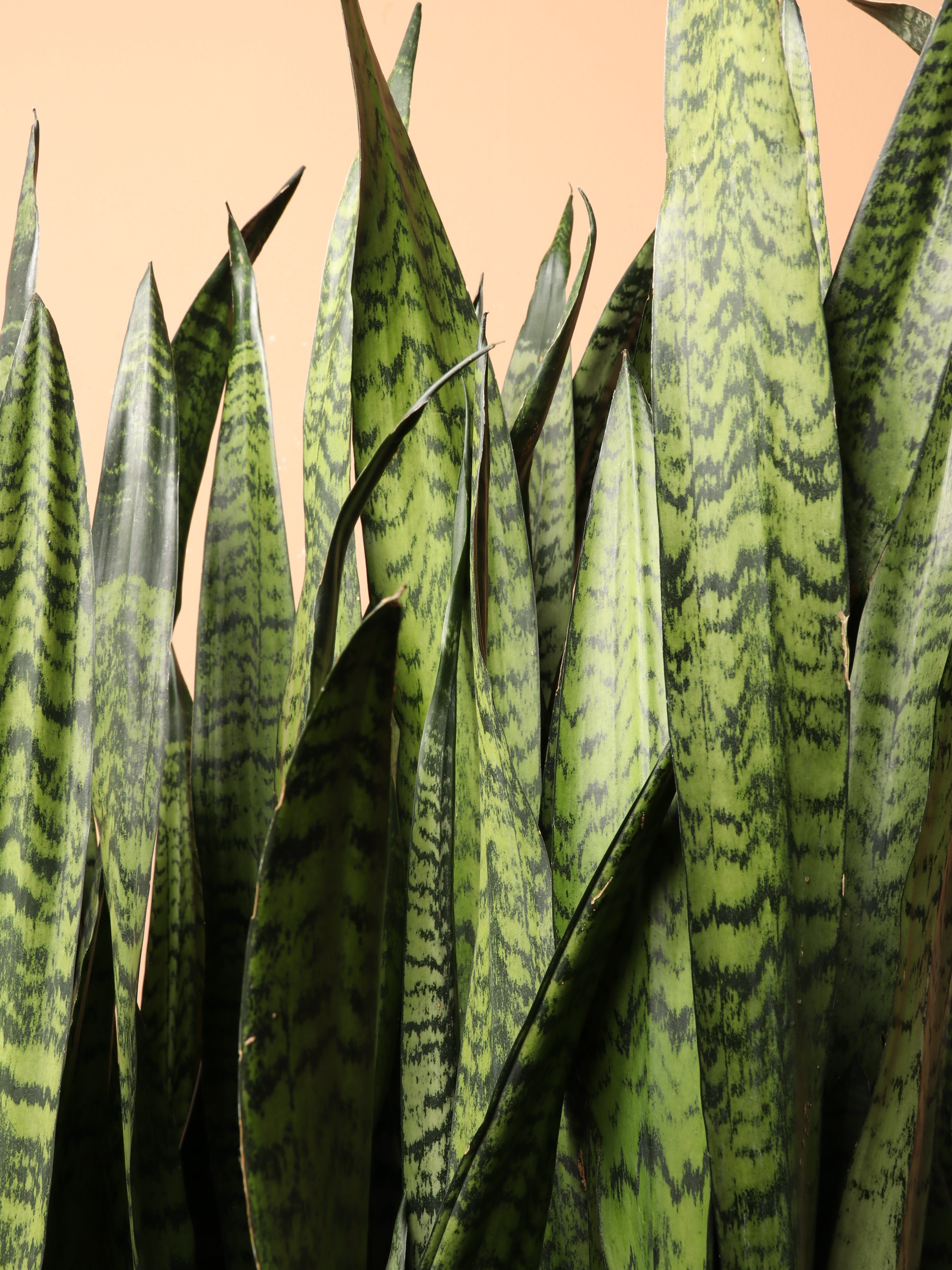 Huge Green Snake Plant