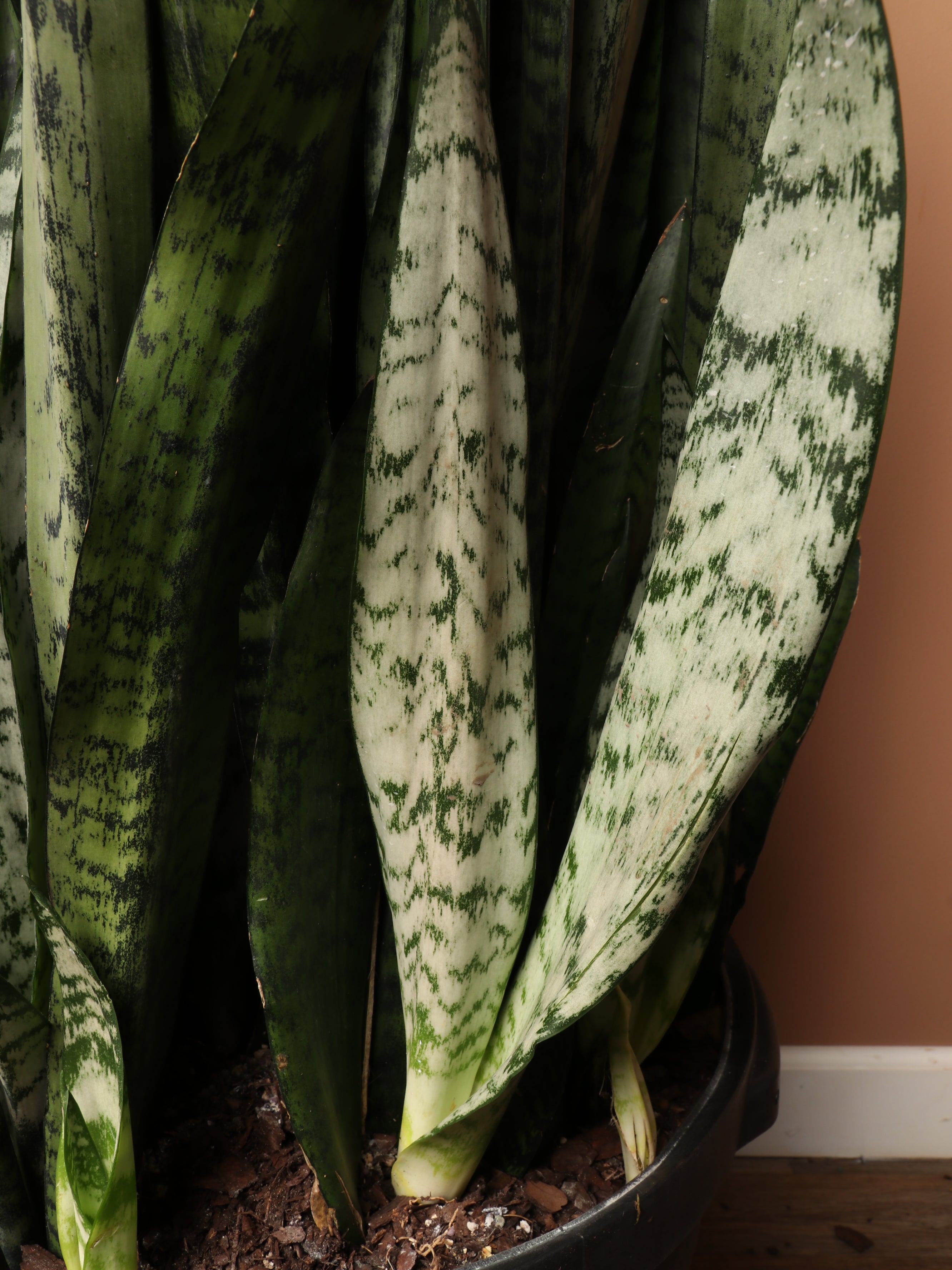 Huge Green Snake Plant