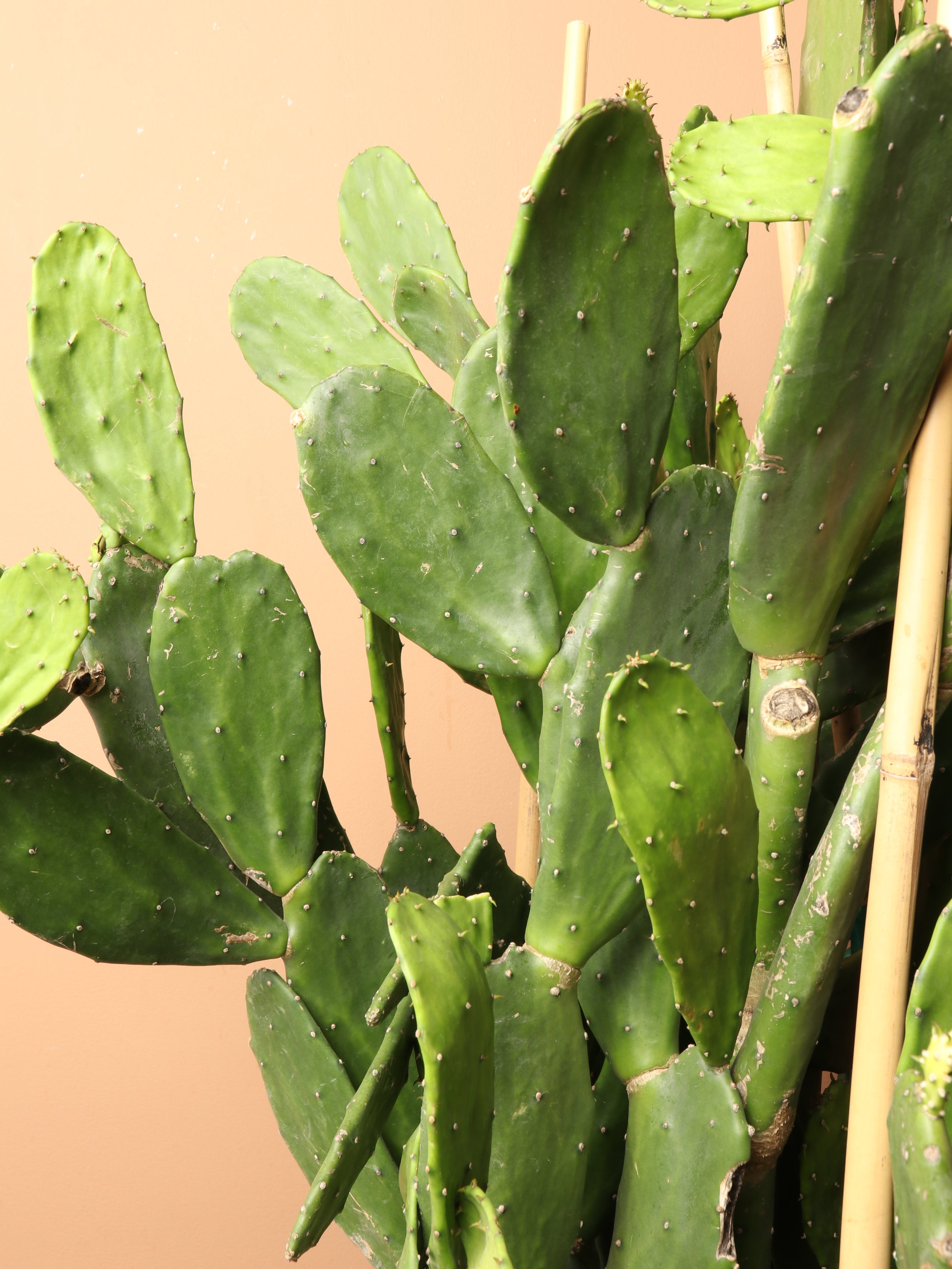 Huge Prickly Pear Cactus