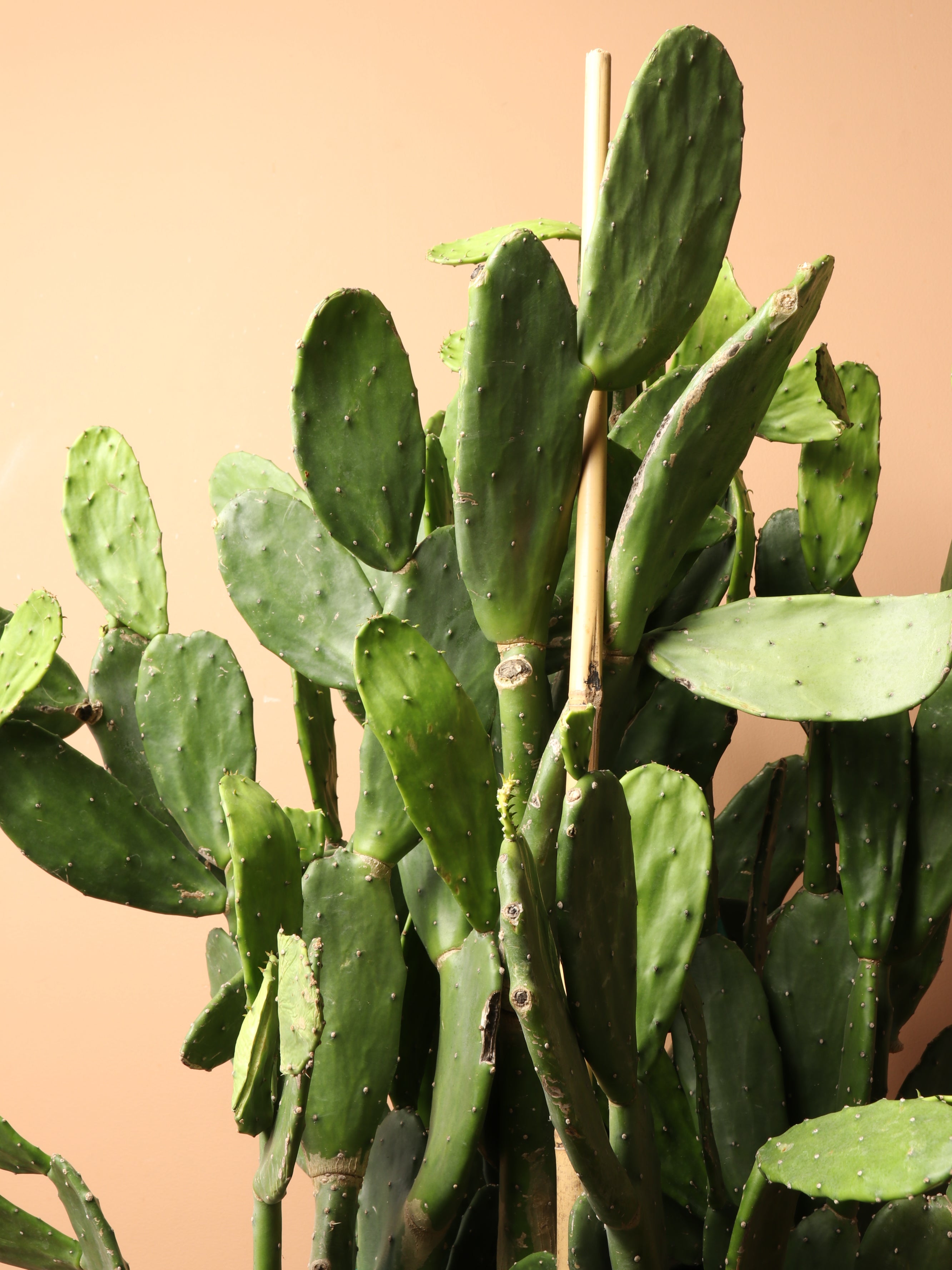 Huge Prickly Pear Cactus