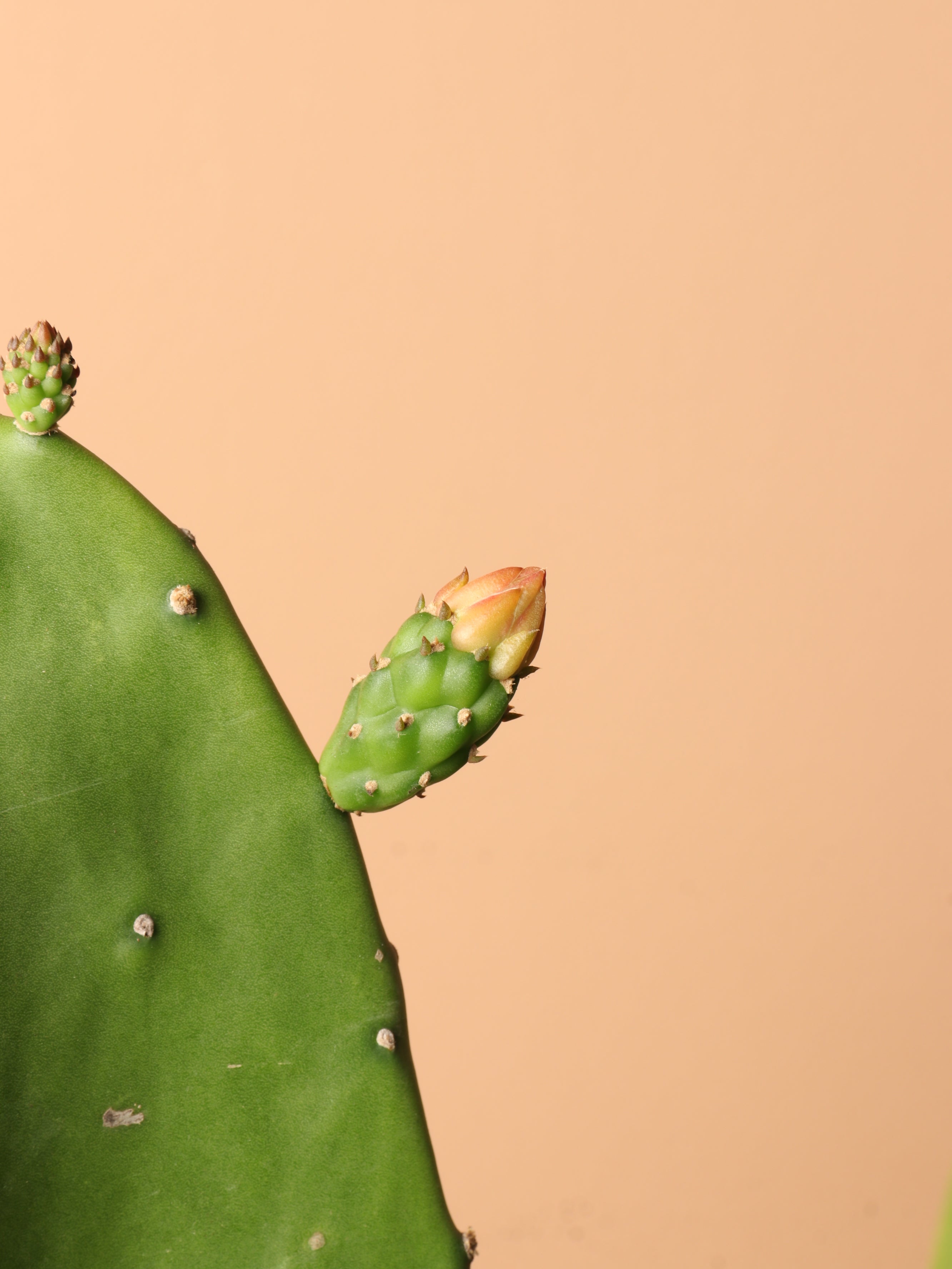 Huge Prickly Pear Cactus