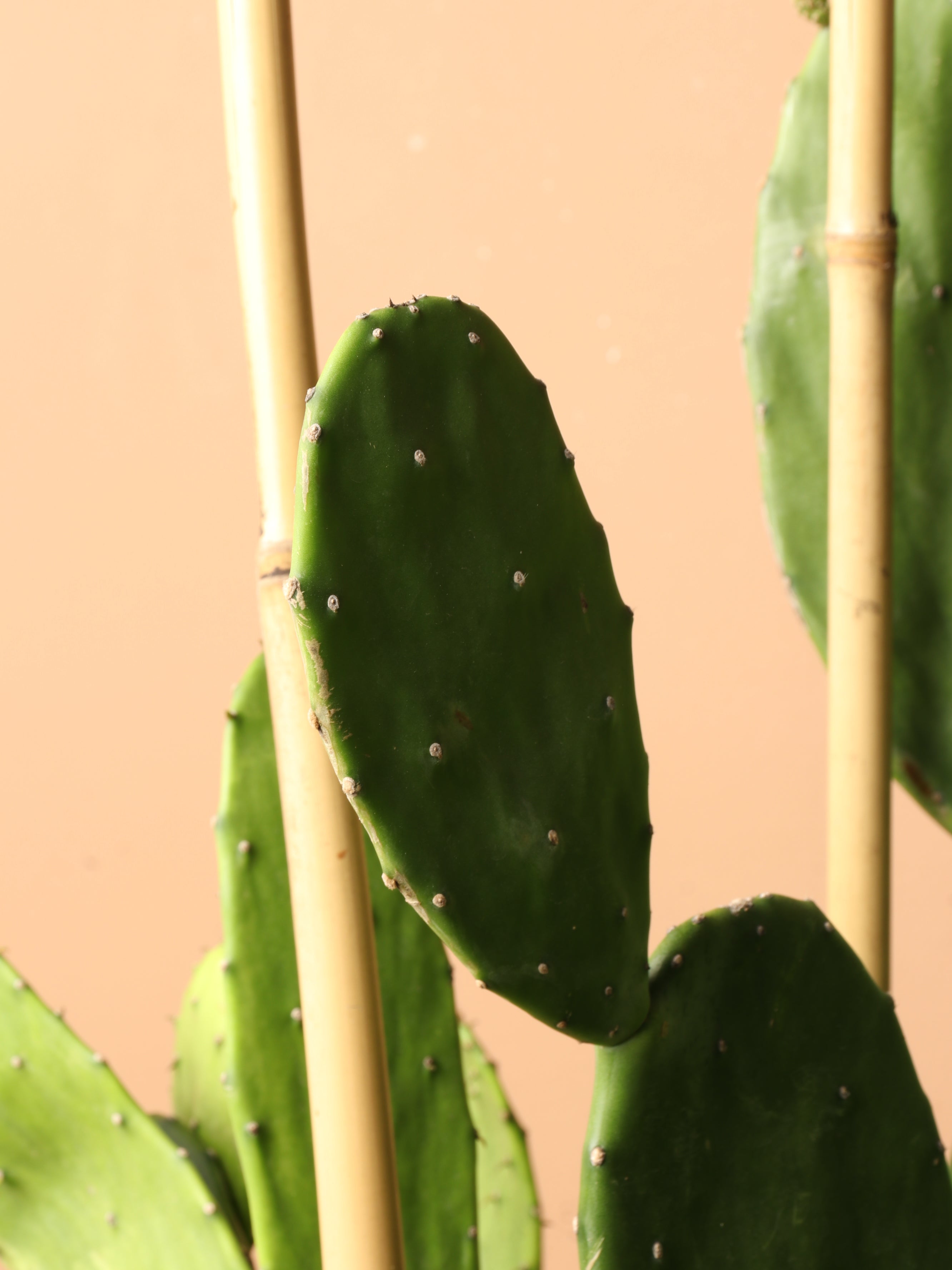 Huge Prickly Pear Cactus