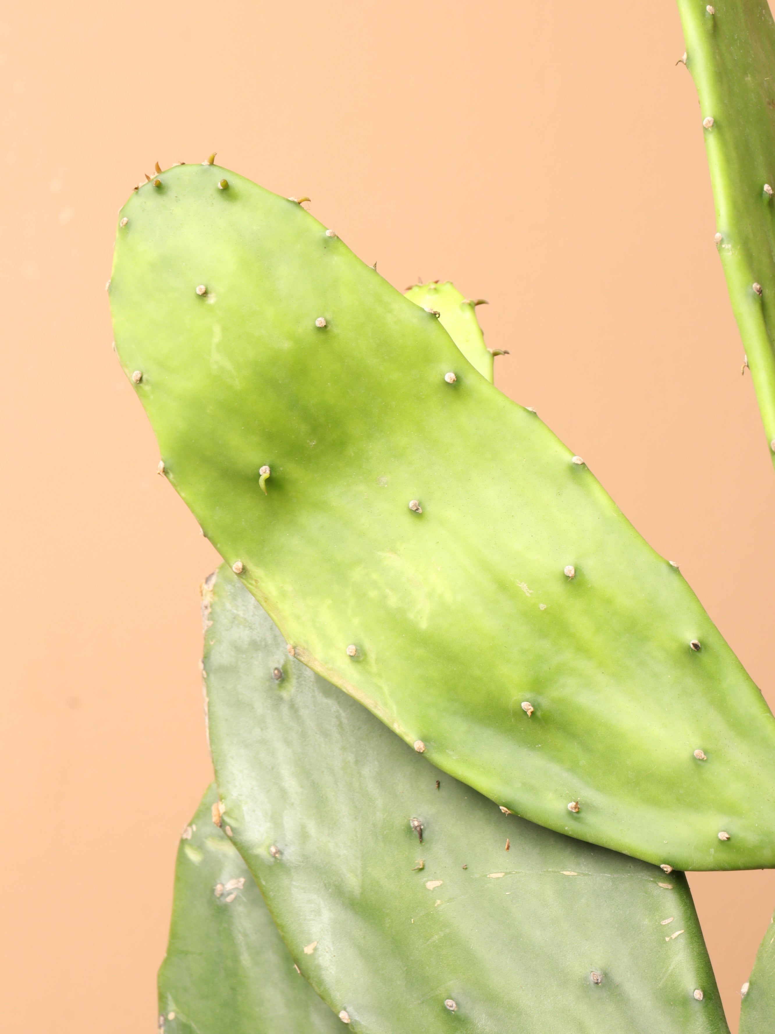 Huge Prickly Pear Cactus