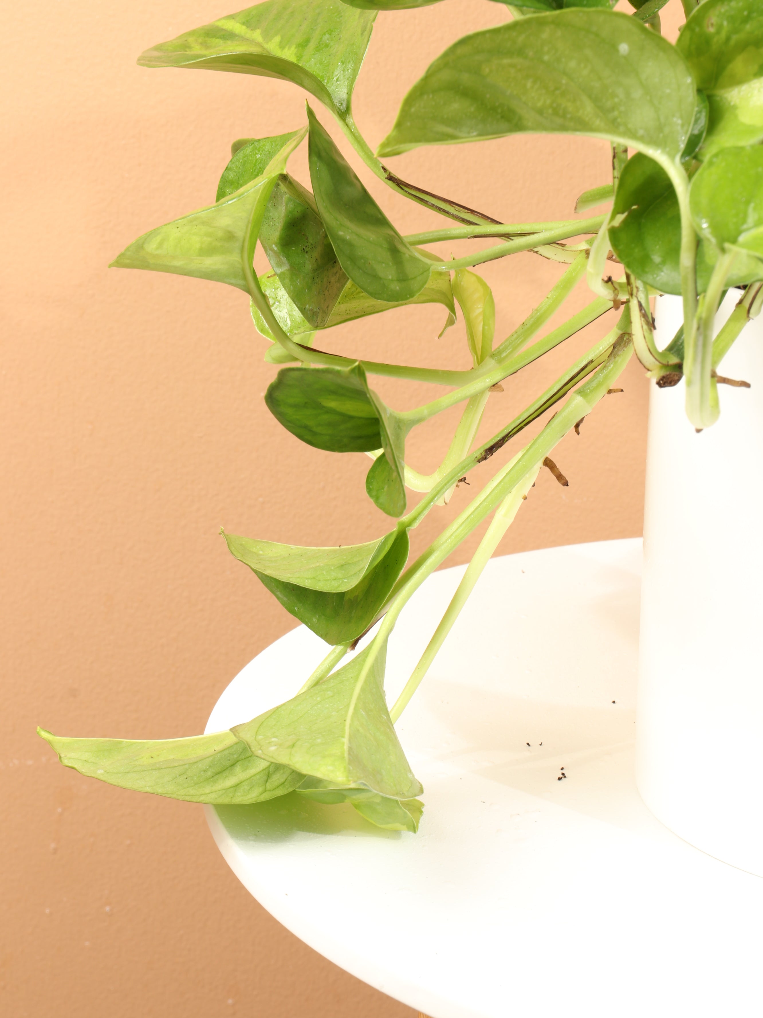 Medium Global Green Pothos