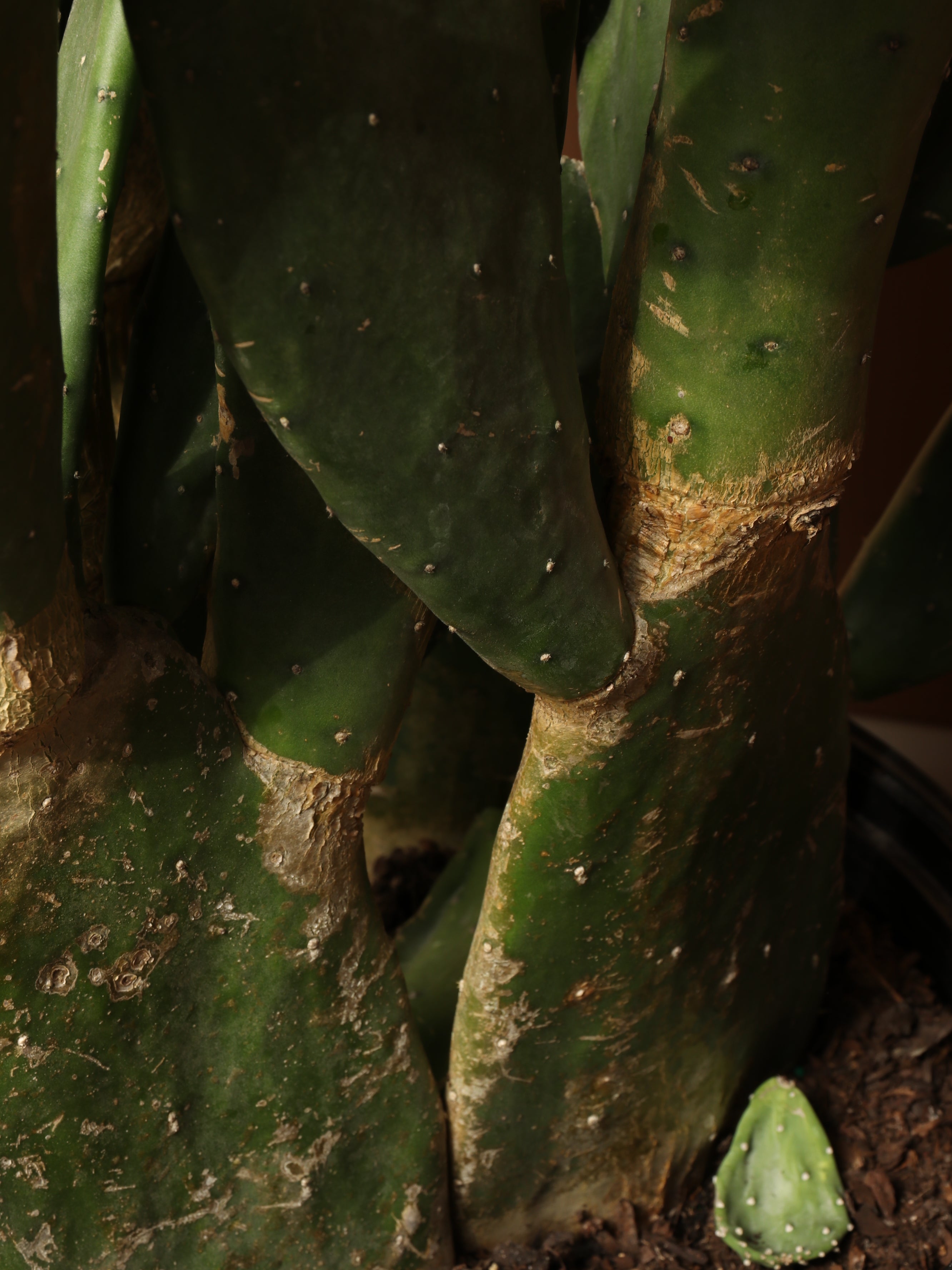 Large Prickly Pear Cactus