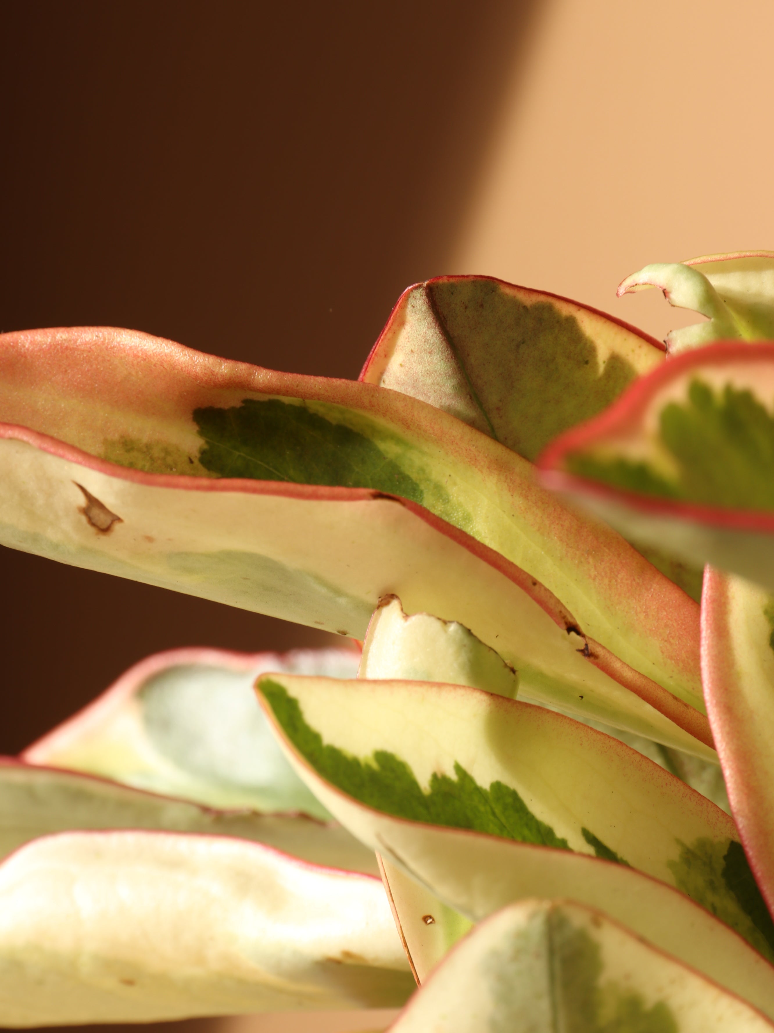 Medium Variegated Red Edge Peperomia