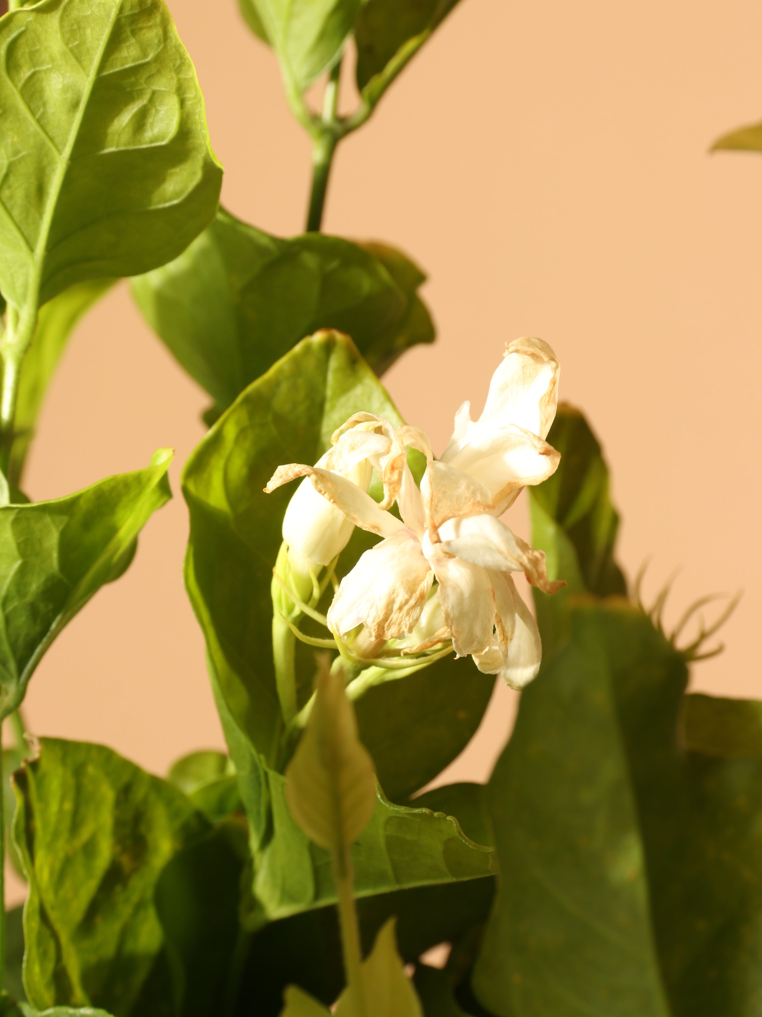Medium Jasmine 'Belle of India' Plant