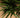 Full Size Yucca Cane