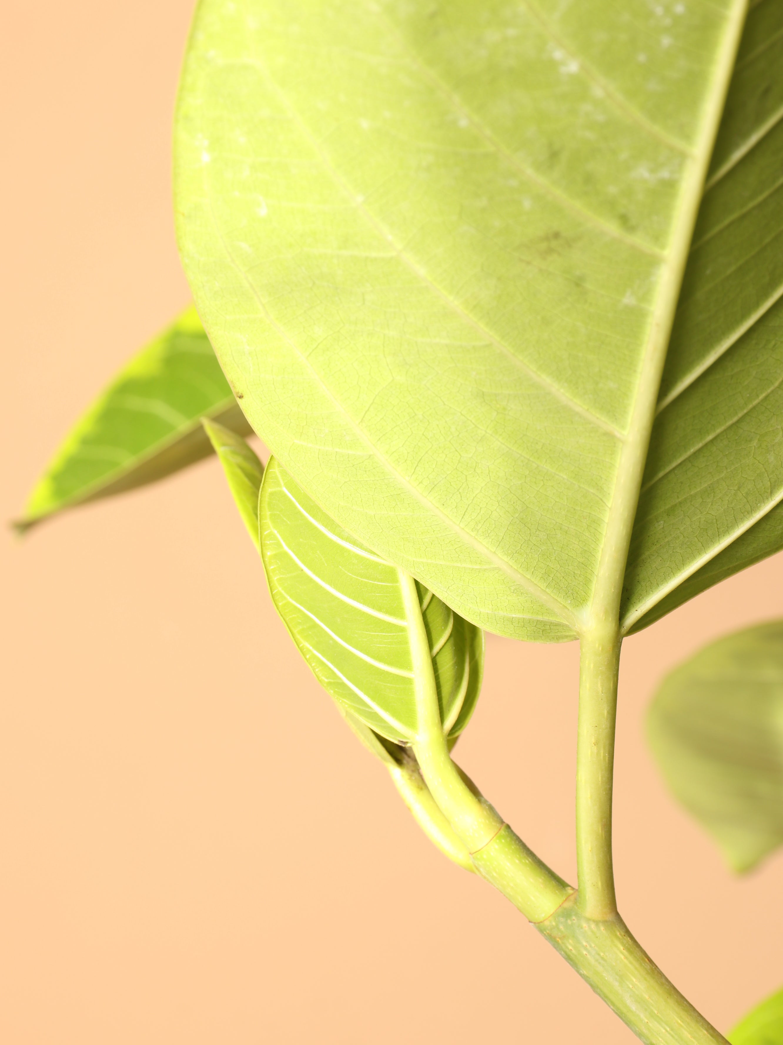 Full Size Ficus Altissima