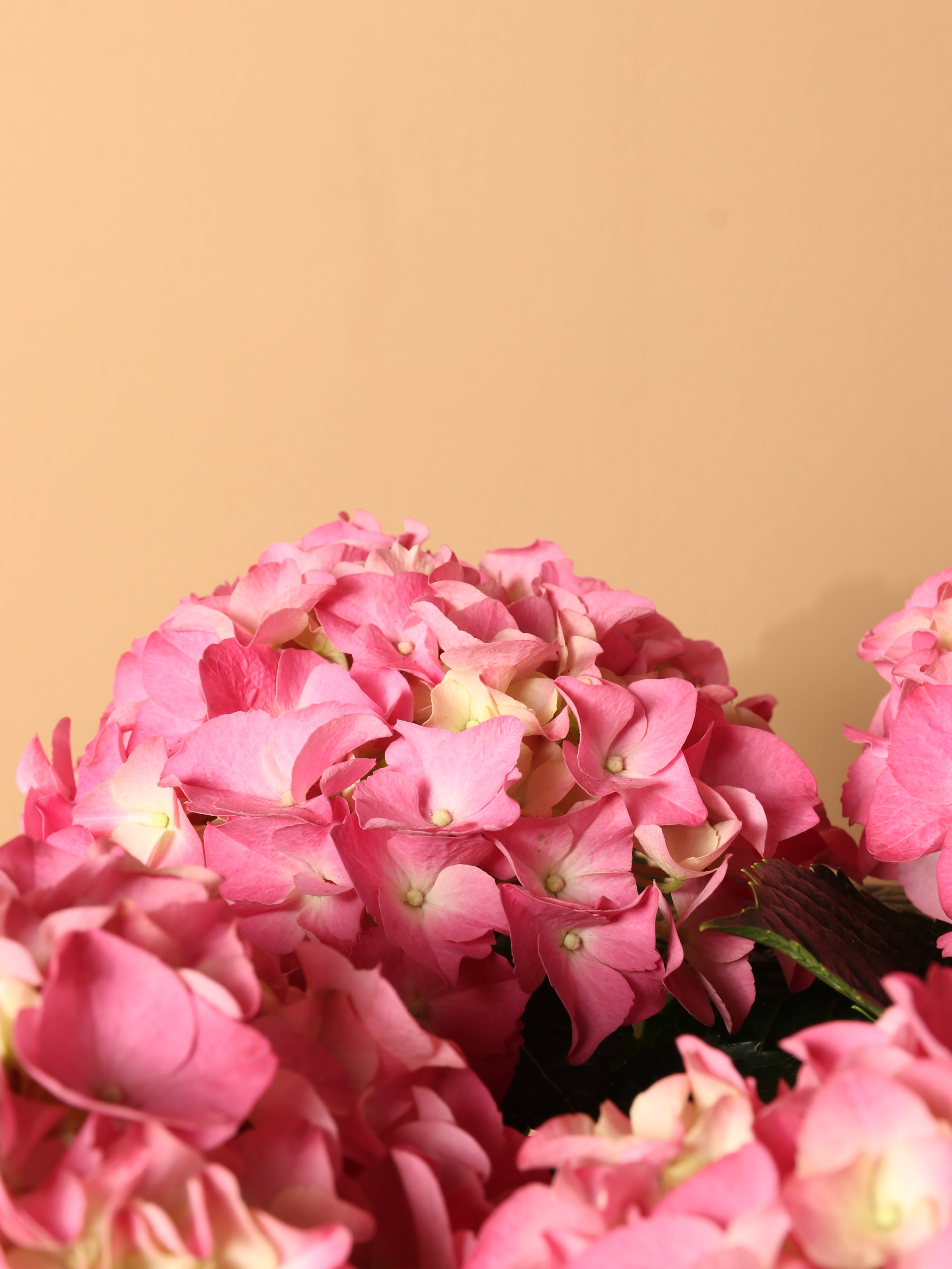 Medium Hydrangea Pink