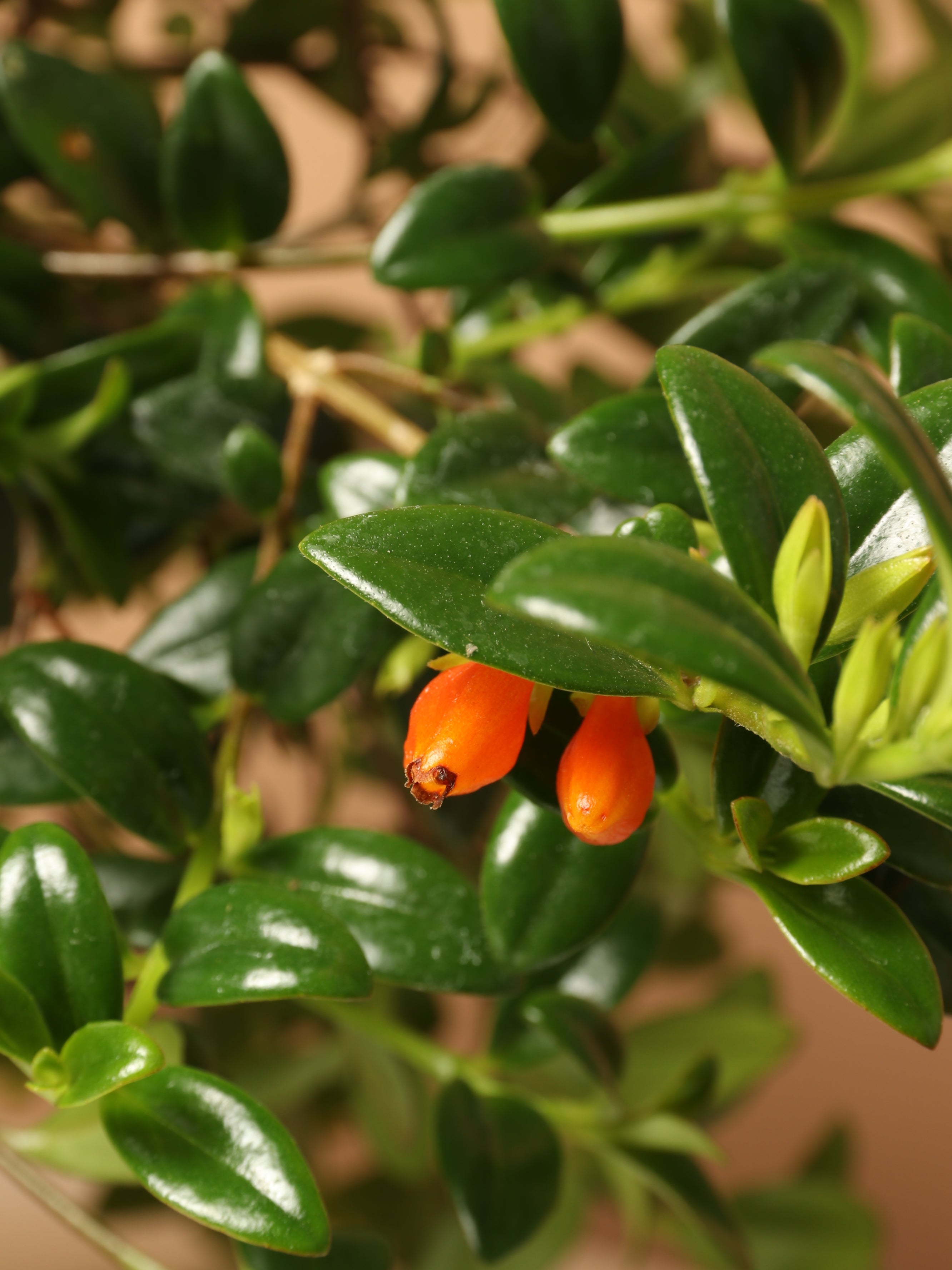 Hanging Goldfish Plant