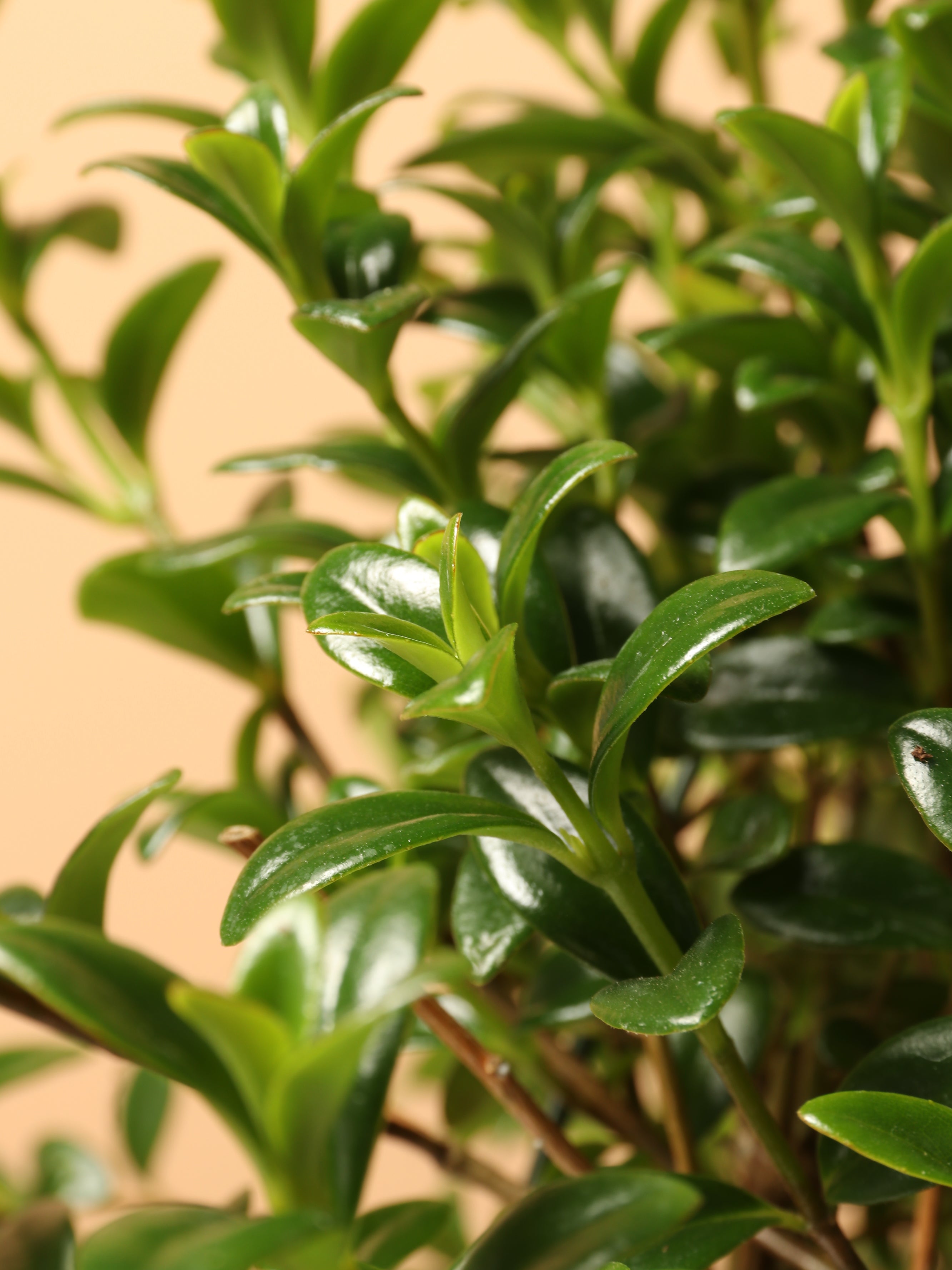 Hanging Goldfish Plant