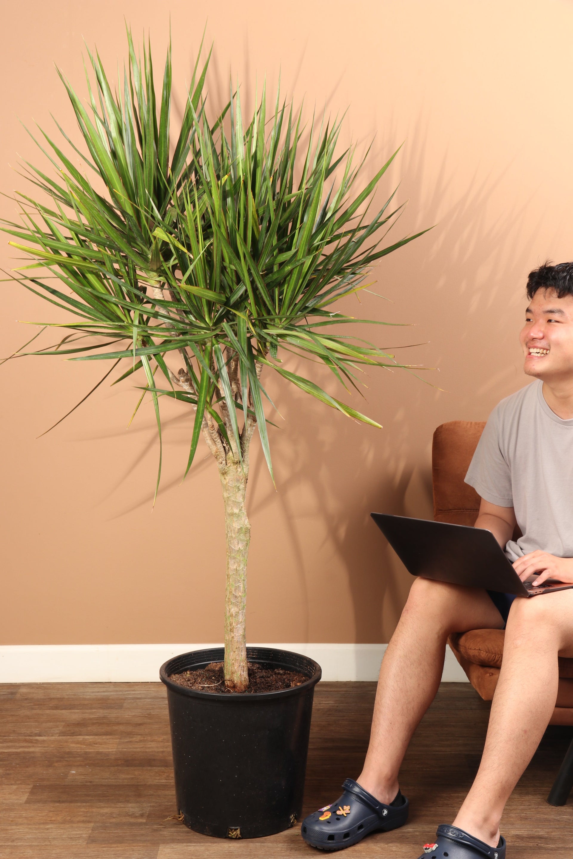 6-8 FT Dracaena Marginata Stump