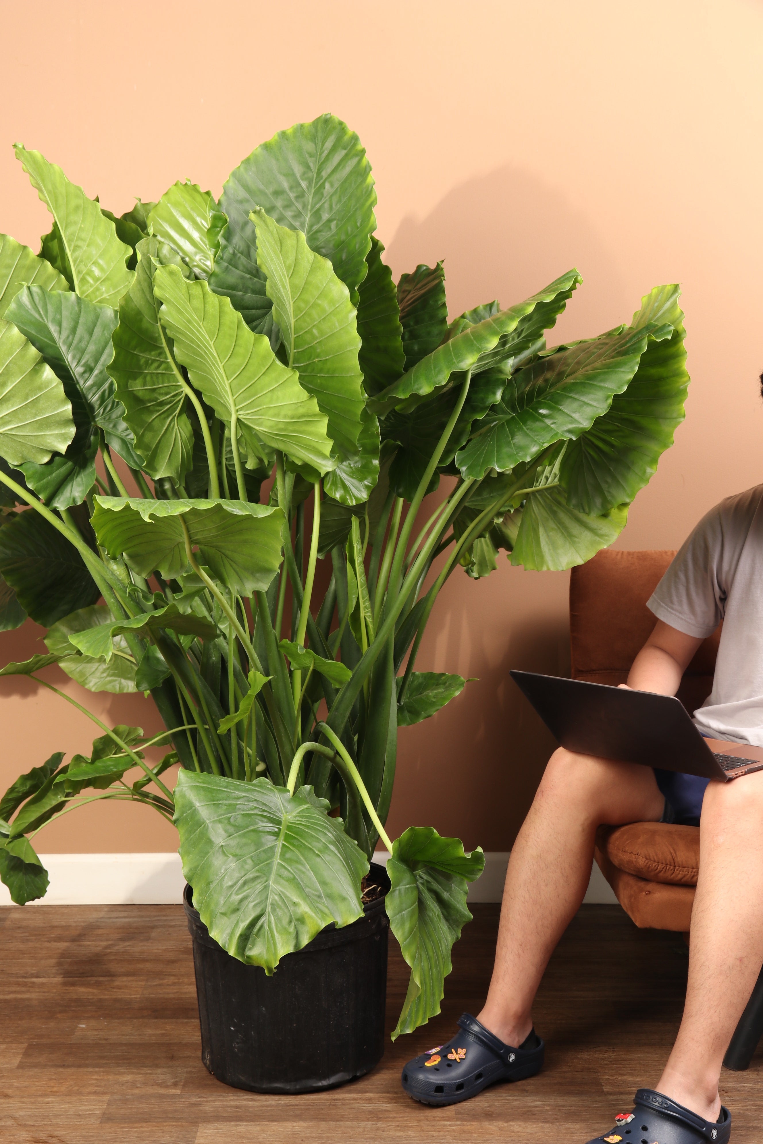 Full Size Alocasia 'Odora'