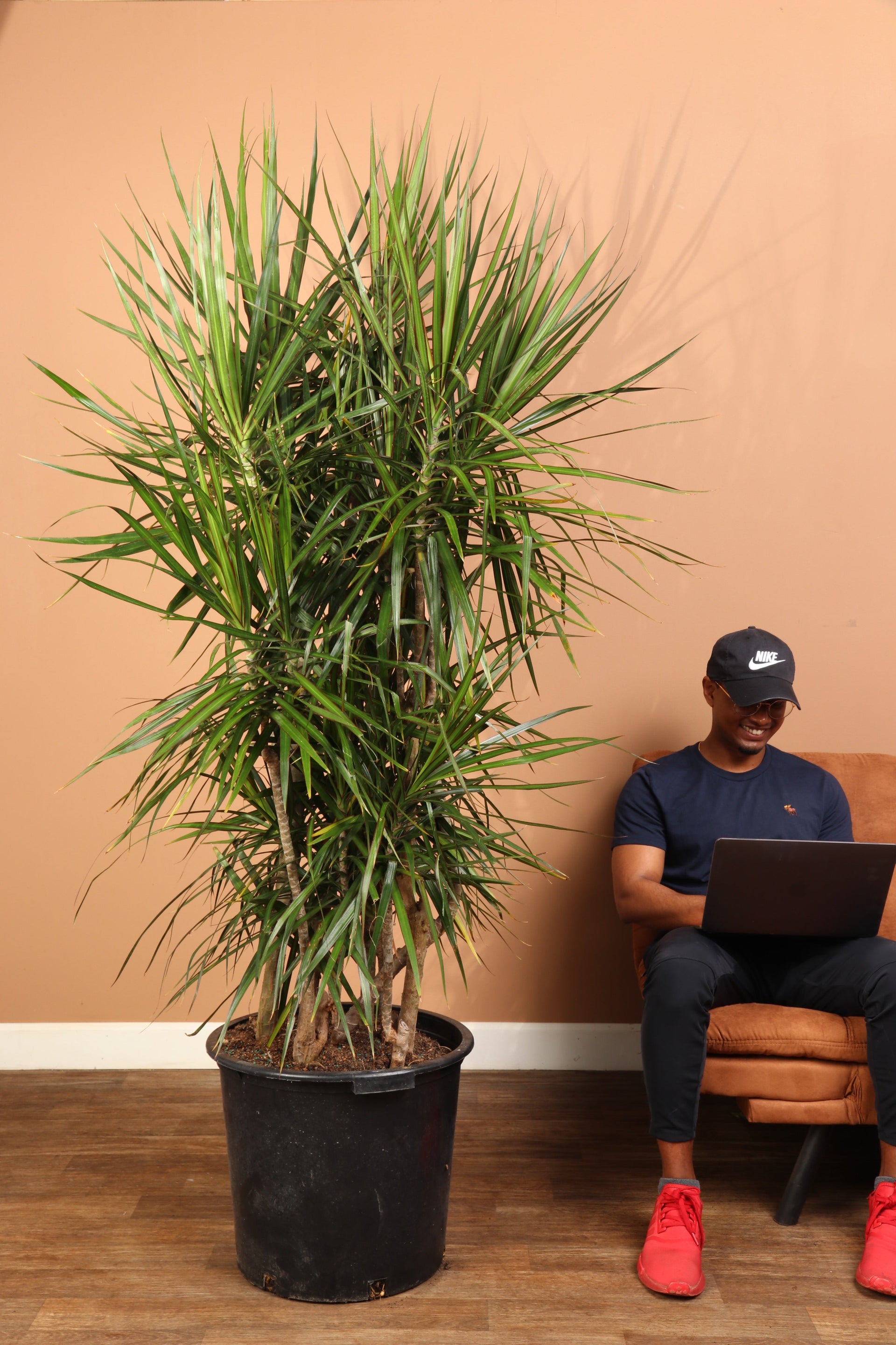 mojave dracaena 7-10 FT Dracaena Marginata