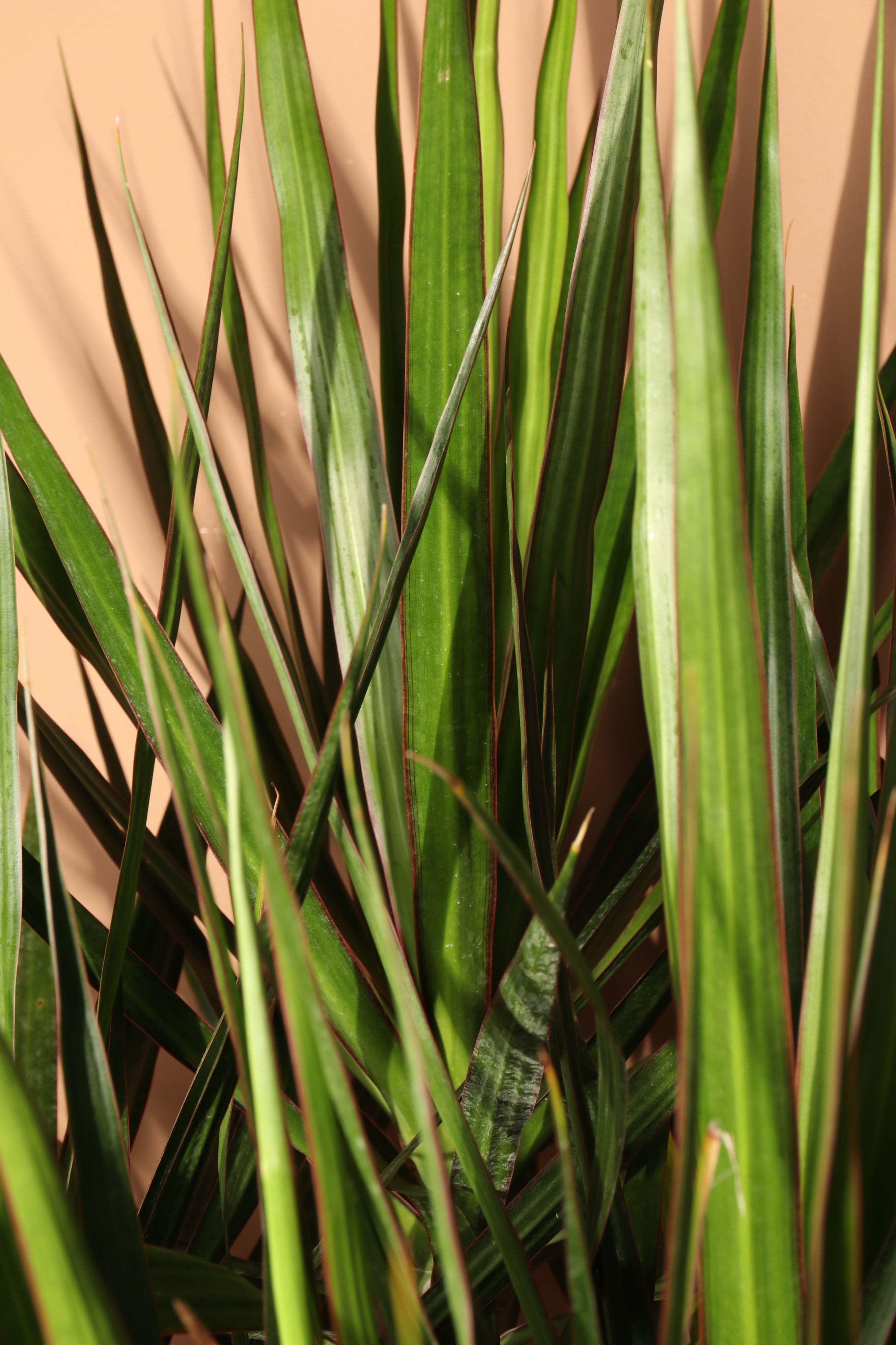 Full Size Dracaena Marginata Stump