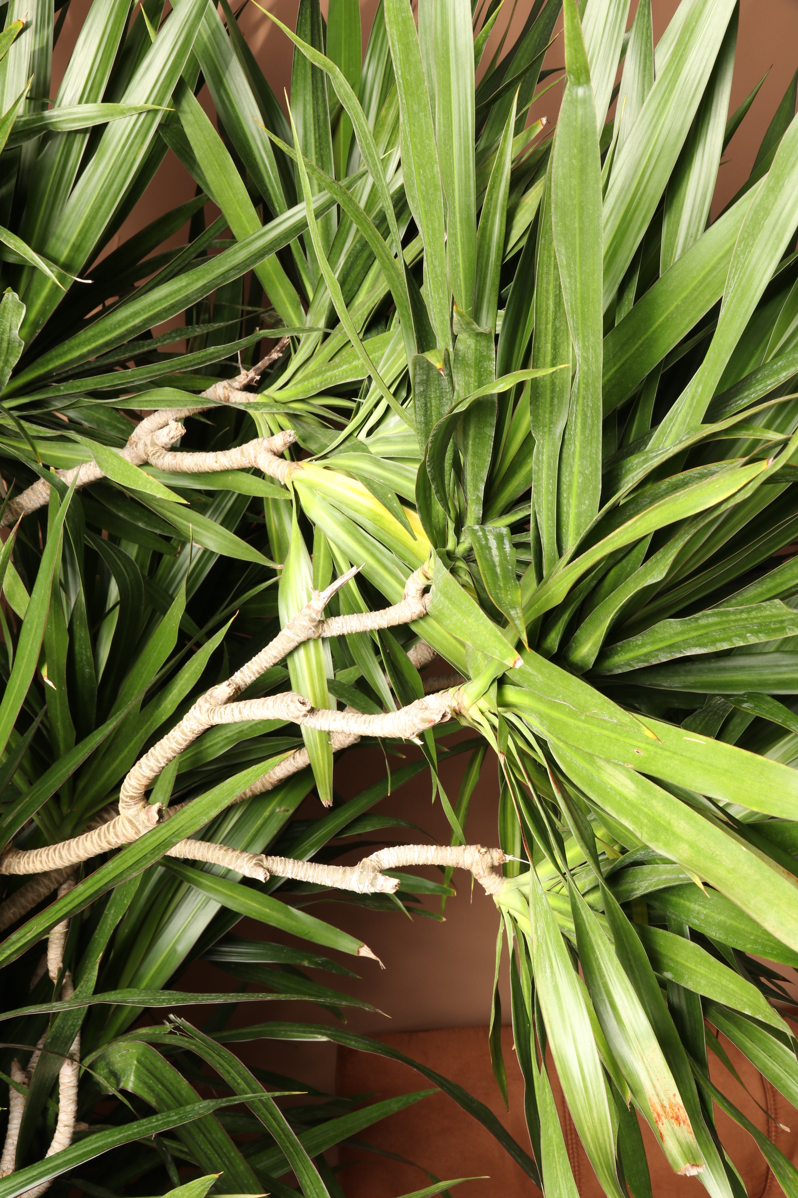 Huge Dracaena Tarzan