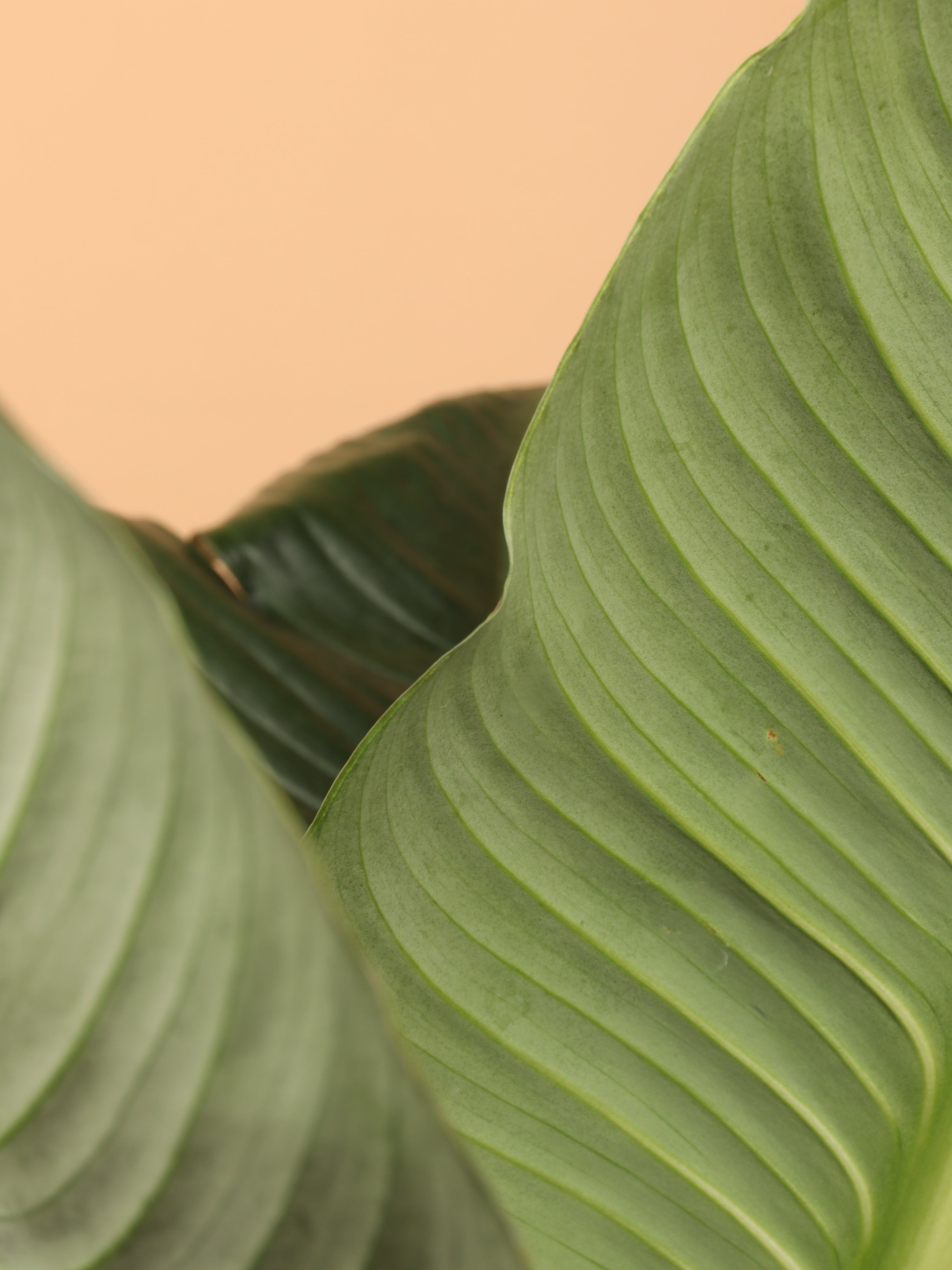 Full Size Sensation Peace Lily