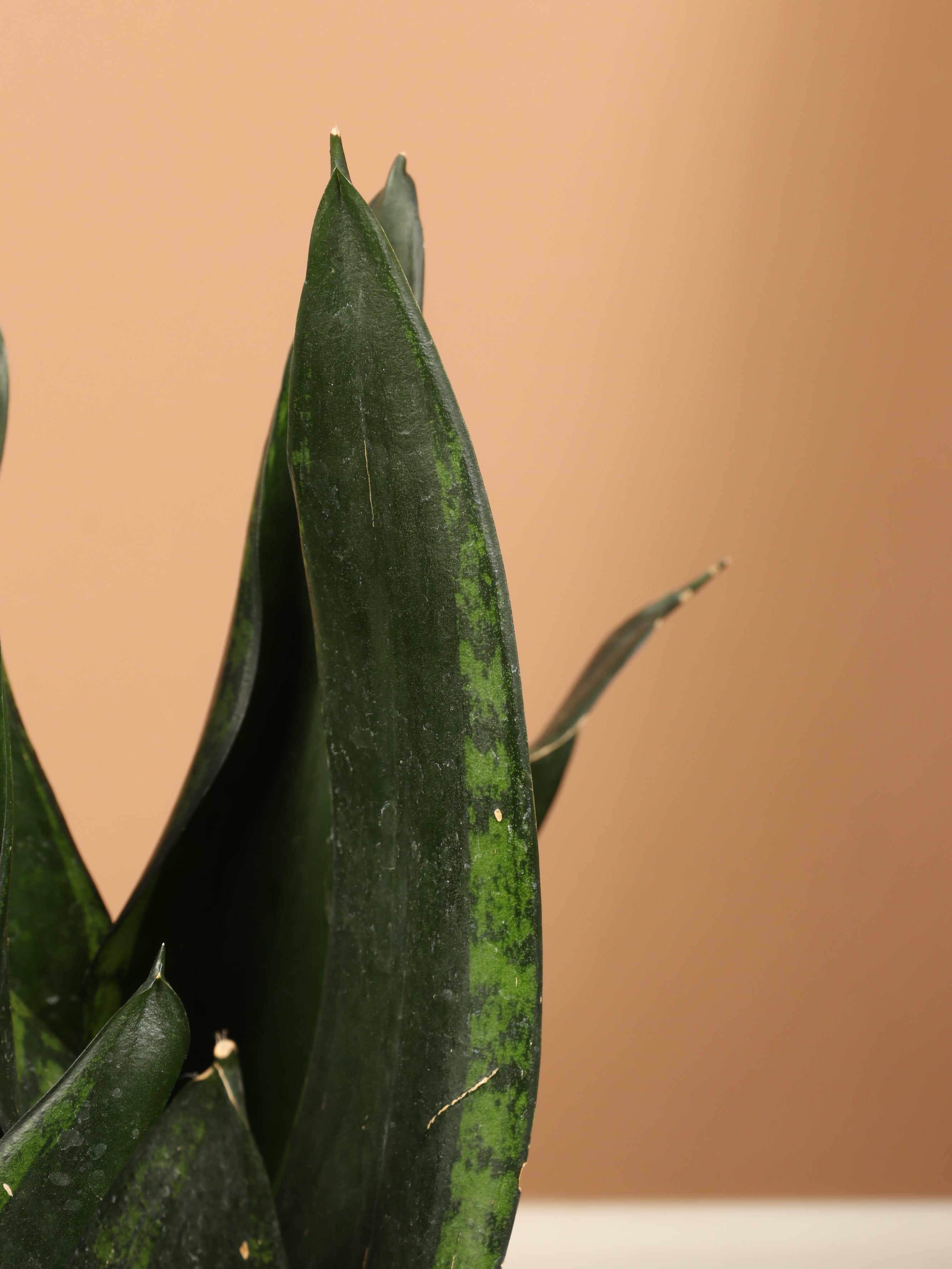 Large Snake Plant Whitney