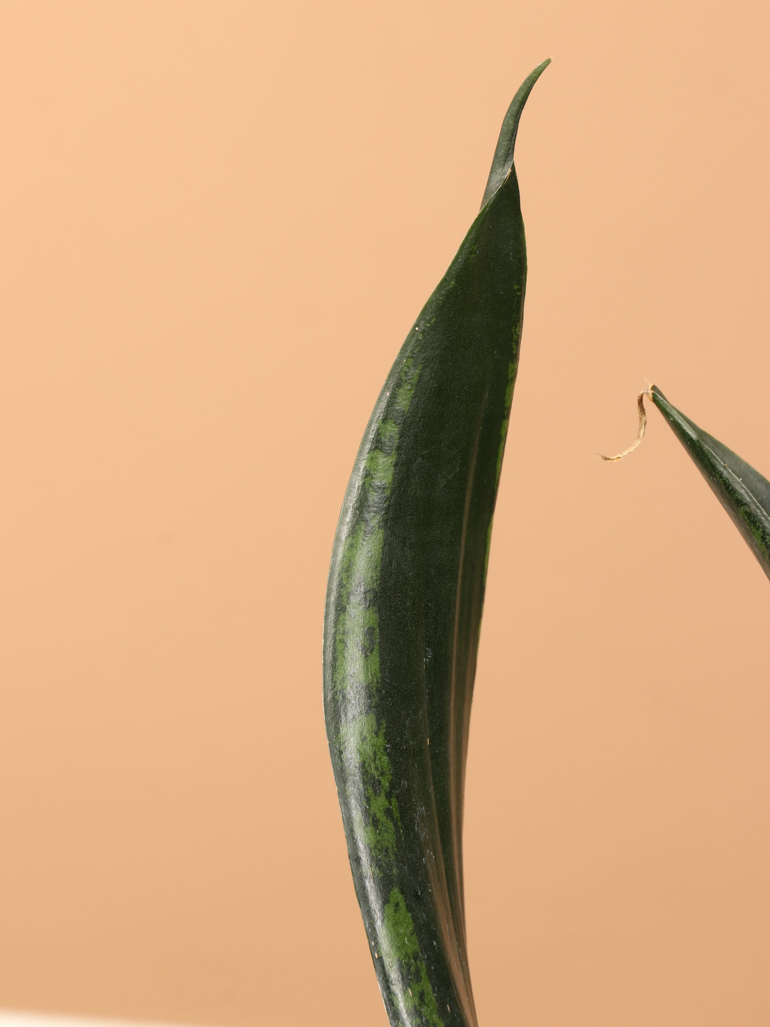 Large Snake Plant Whitney