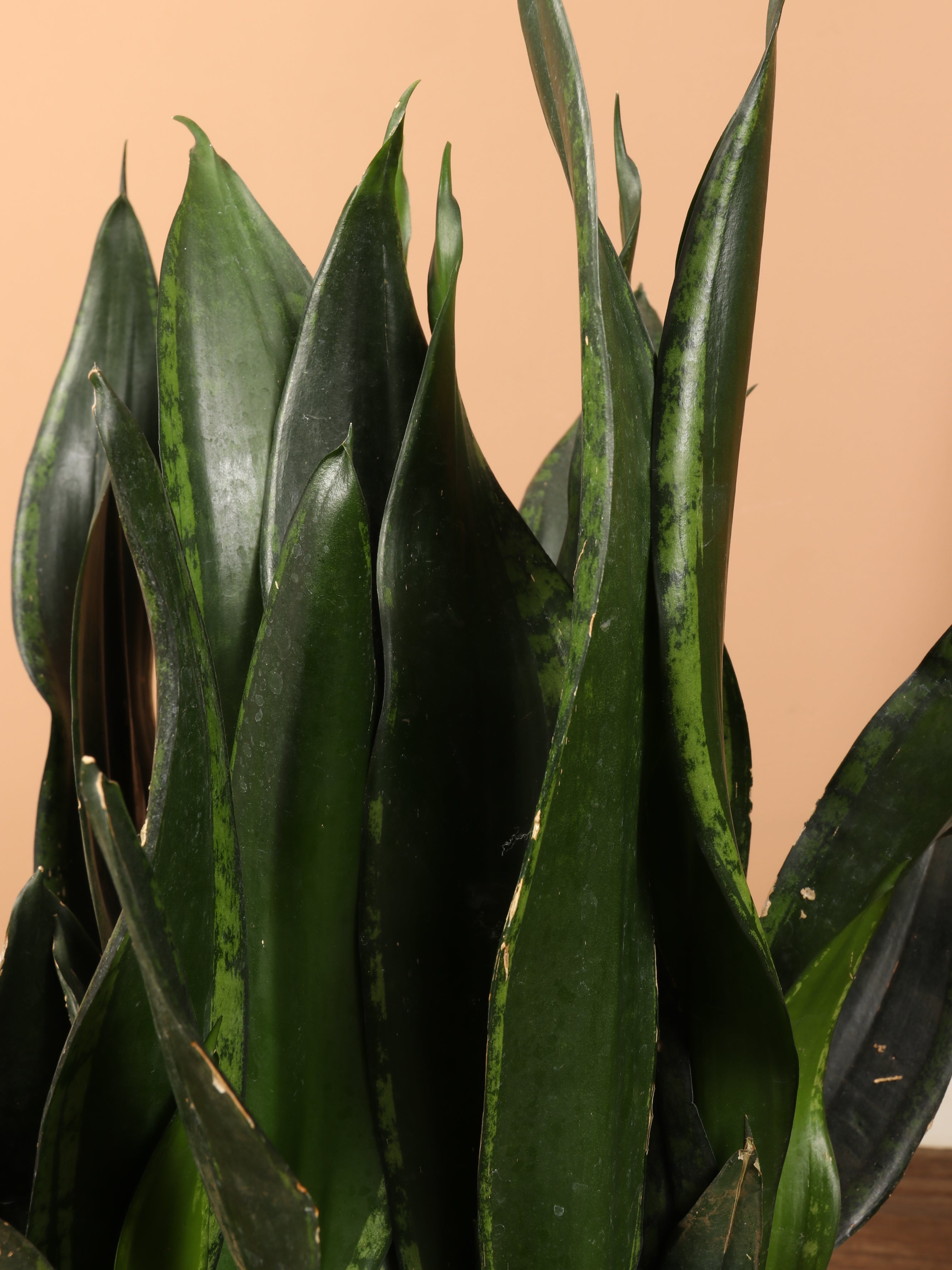 Large Snake Plant Whitney