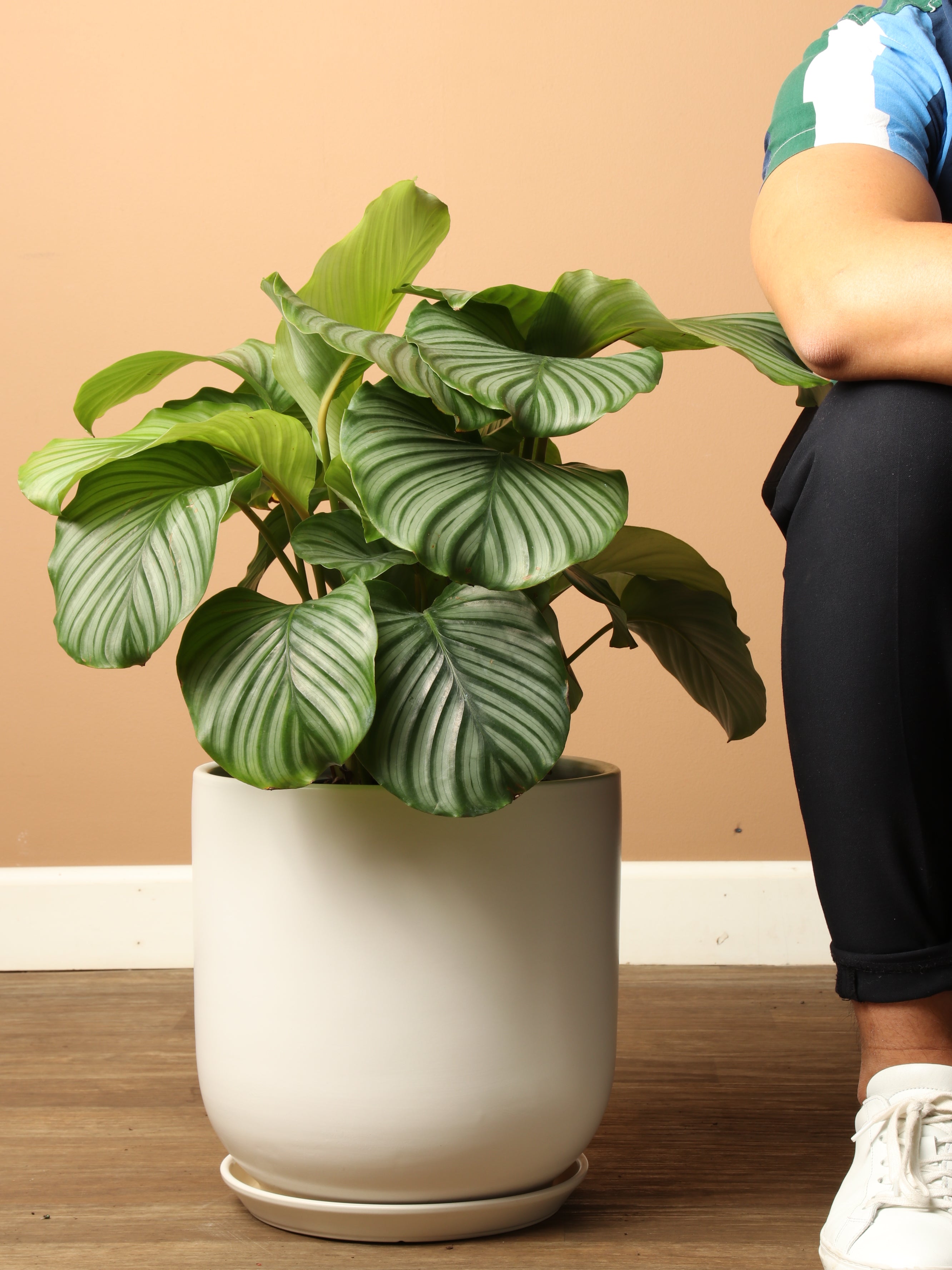 Large Calathea Orbifolia