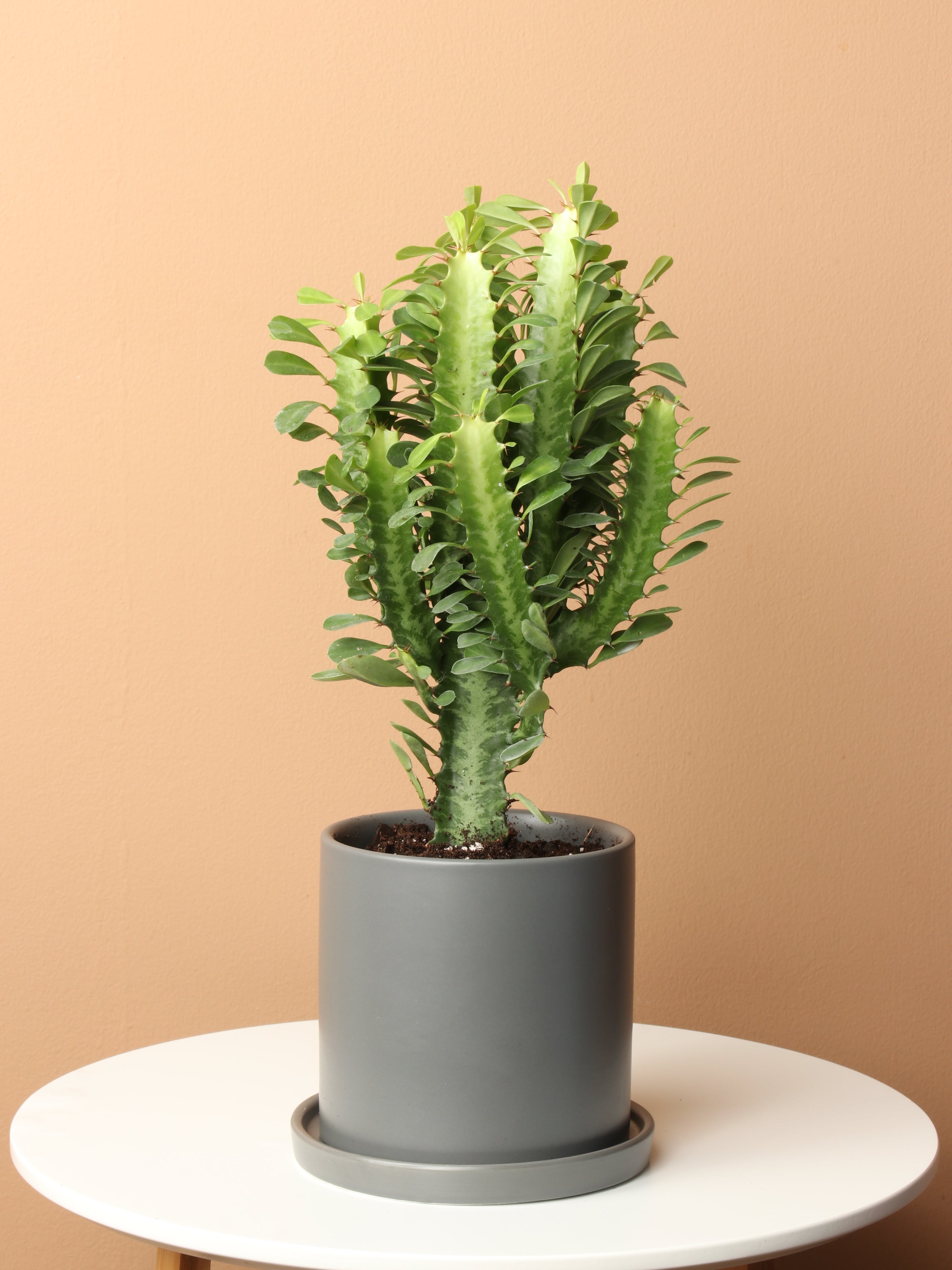 Small African Milk Tree (Euphorbia Cactus)