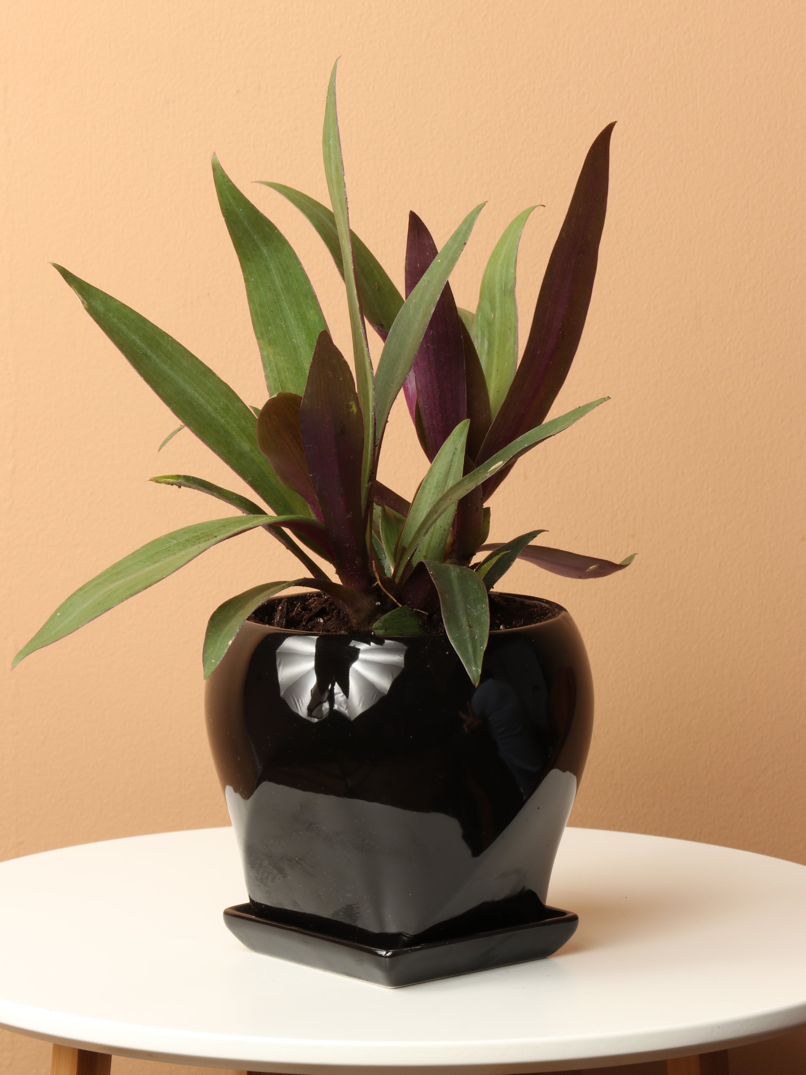 Small Moses In The Cradle – Pafe Plants