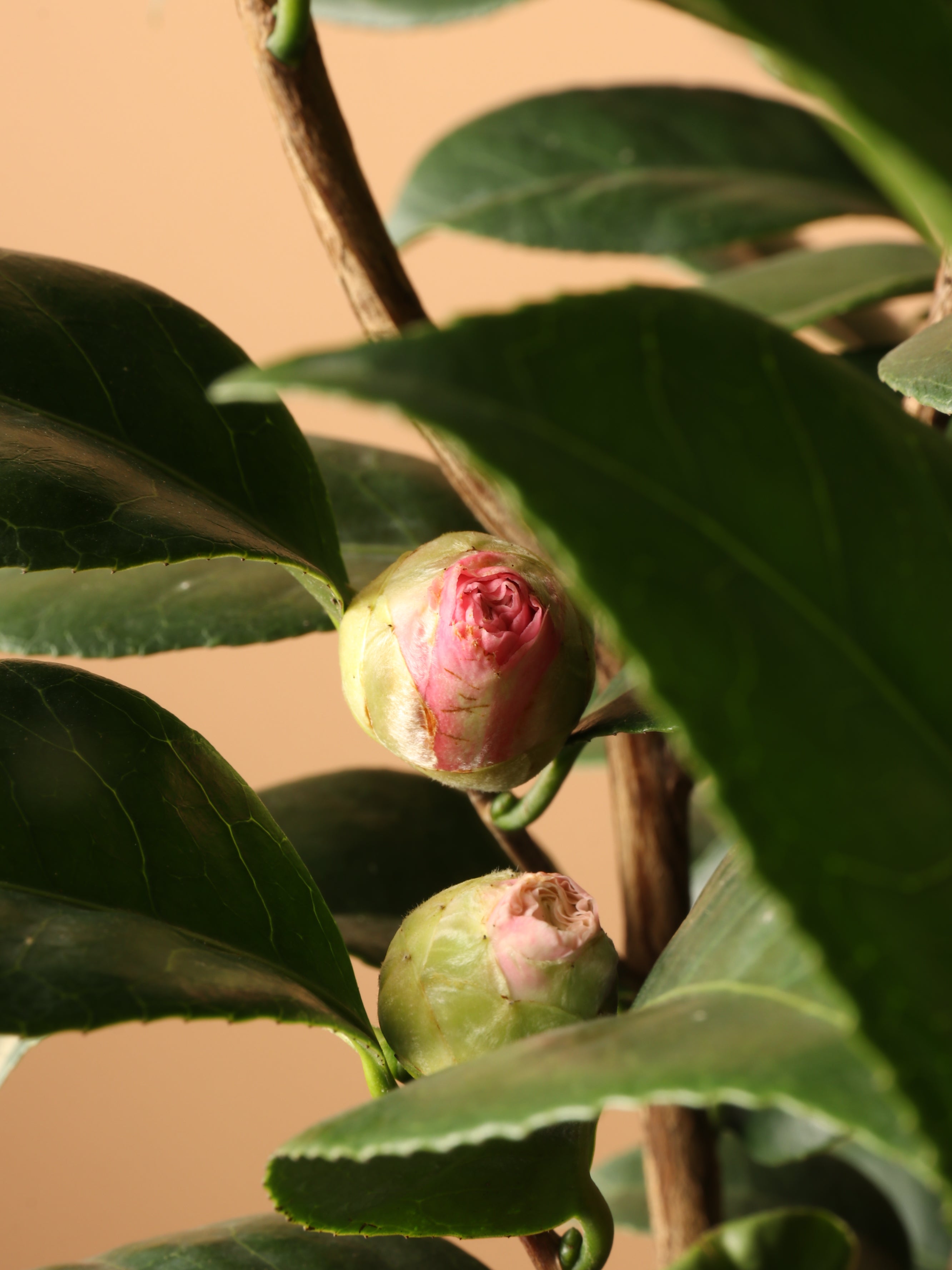 Large Camellia Plants (Pink)