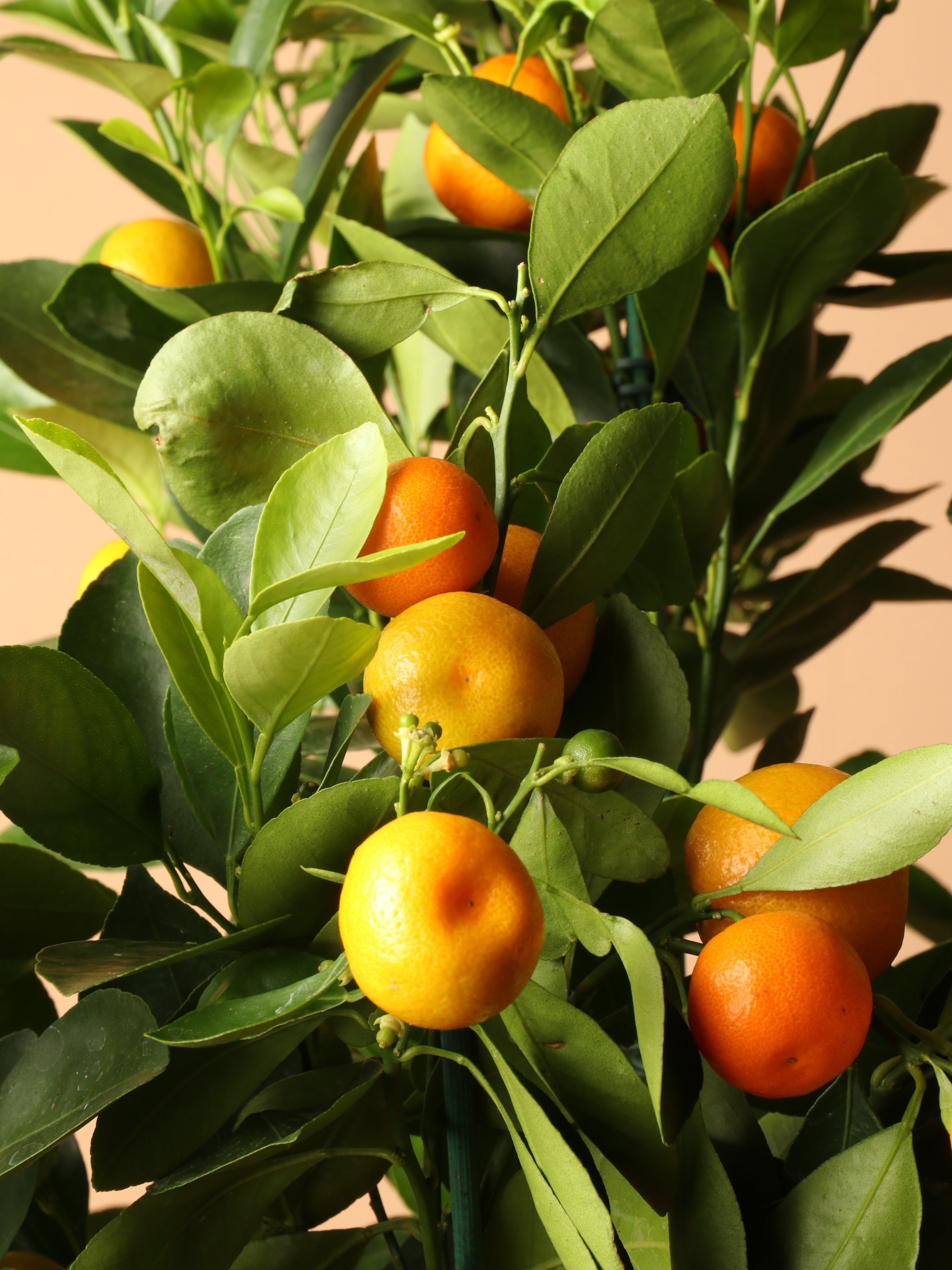 Full Size Calamondin Tree