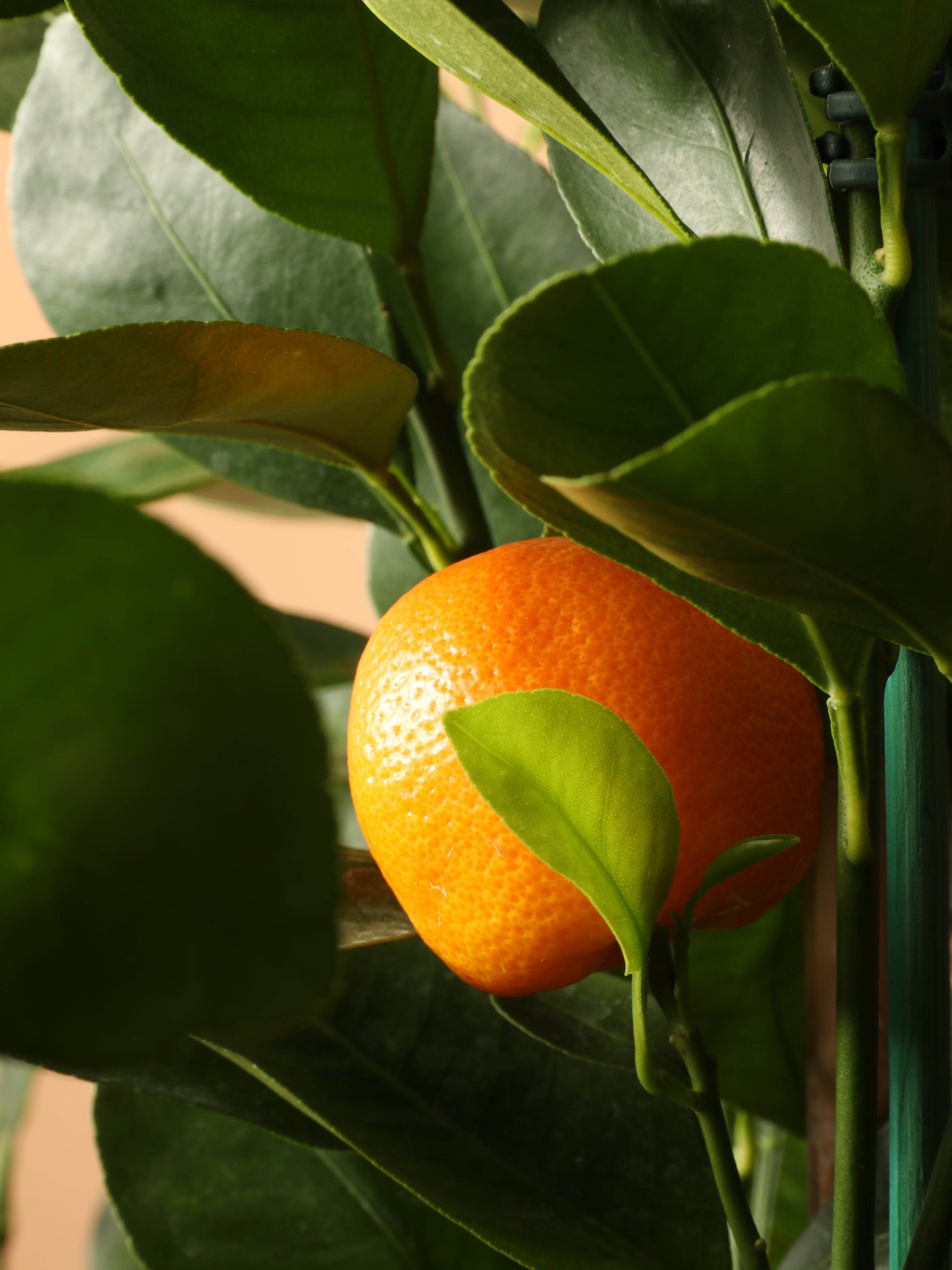 Large (Bigger) Calamondin Bush