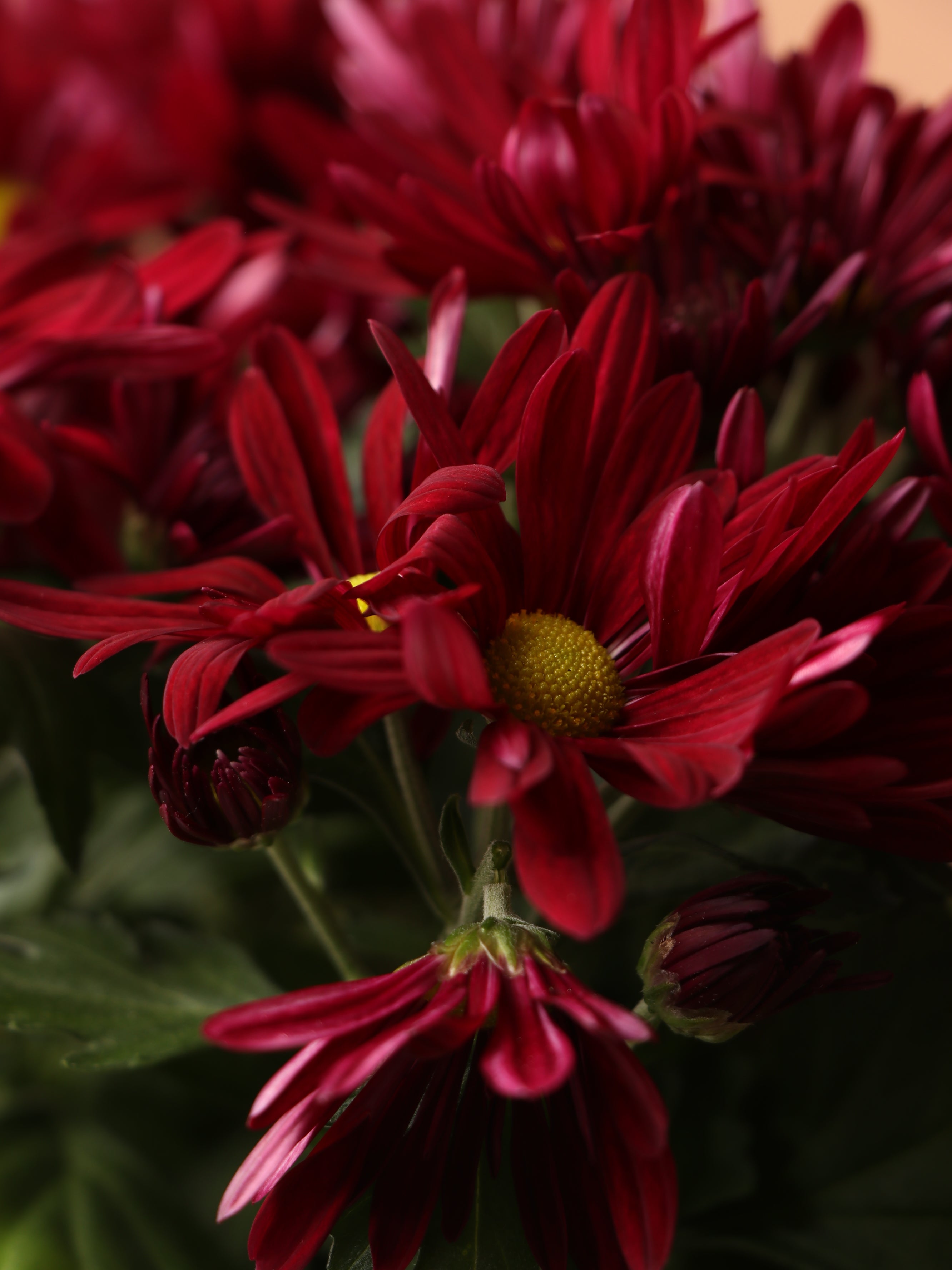 Medium Red Chrysanthemum