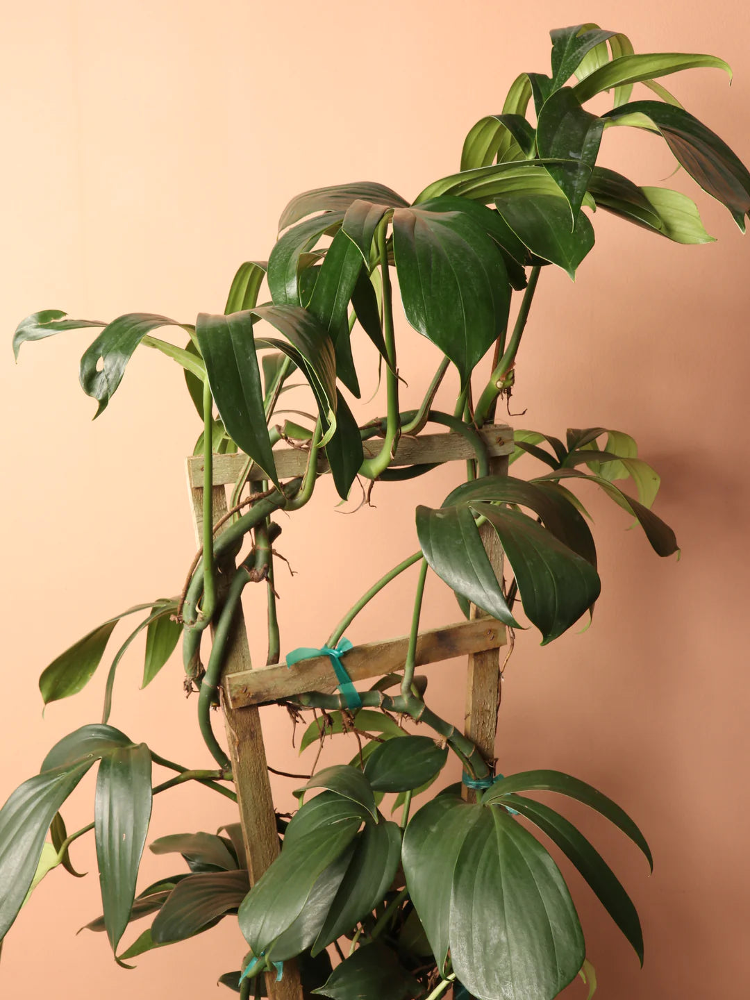 Large Philodendron Dragon Tail Pole