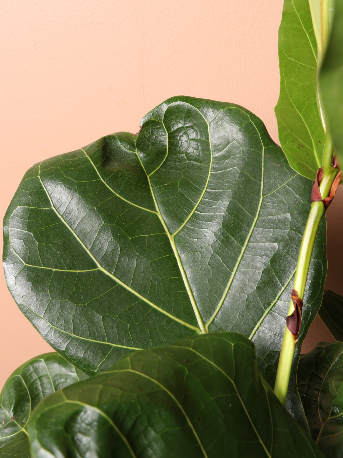 3-5 Feet Fiddle Leaf Fig