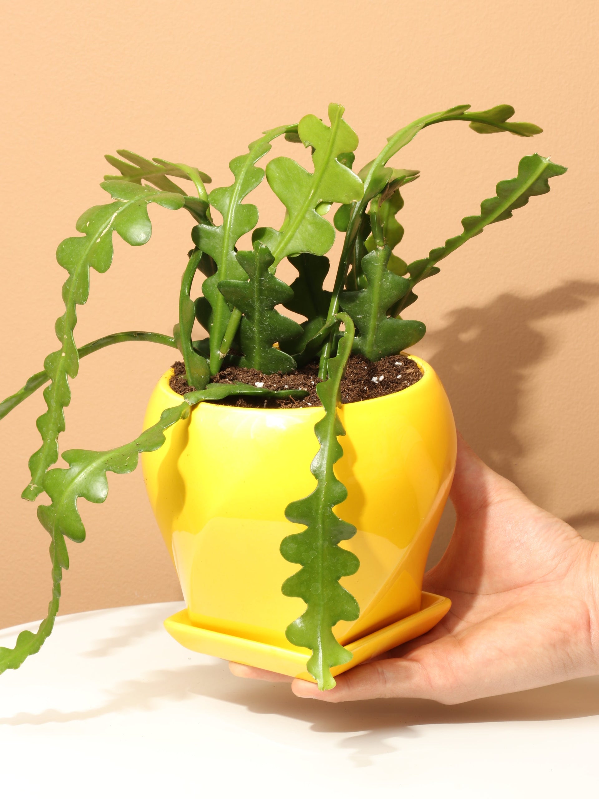 fishbone cactus flower Small Fishbone Cactus – Pafe Plants