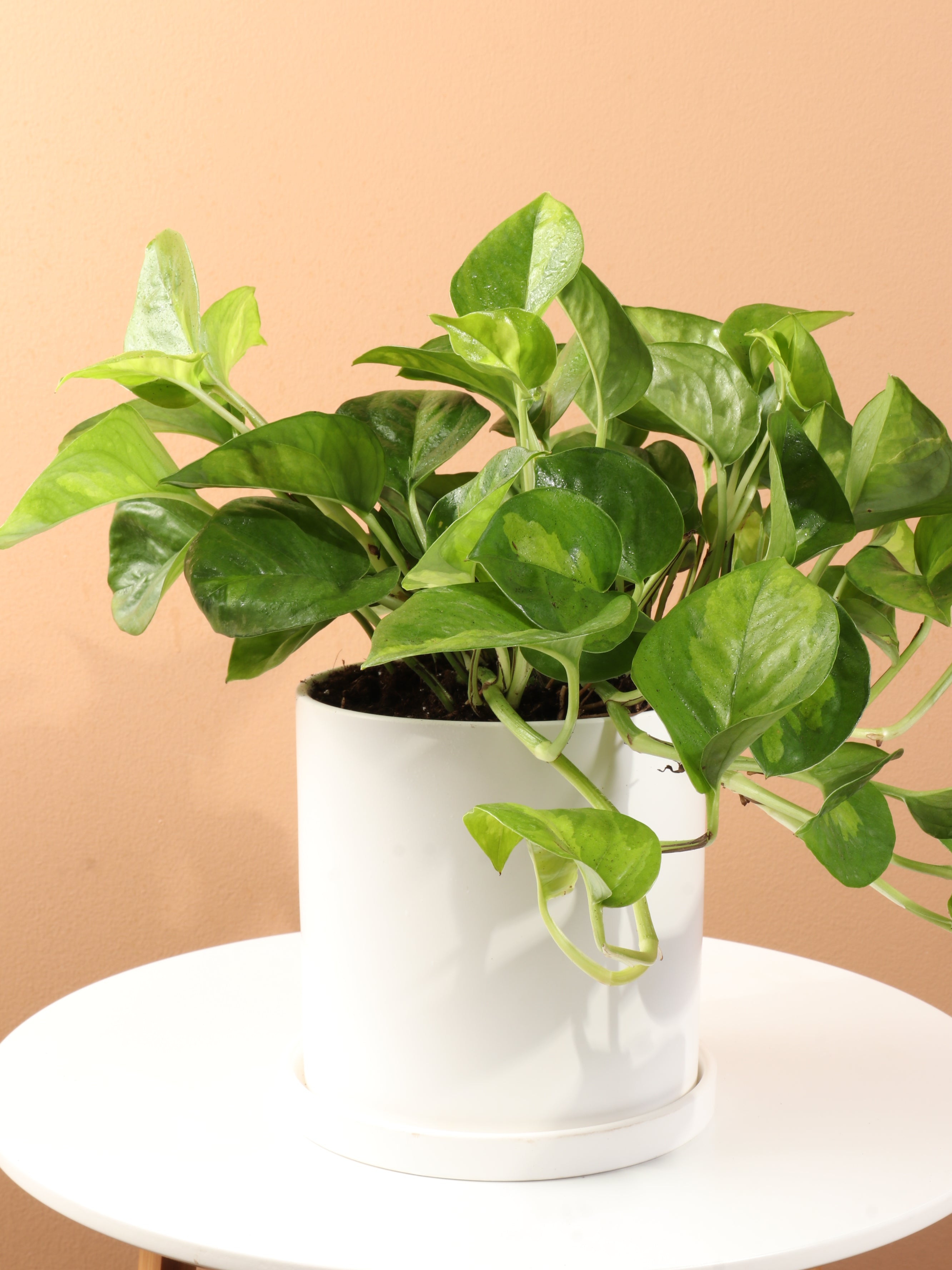 Medium Global Green Pothos