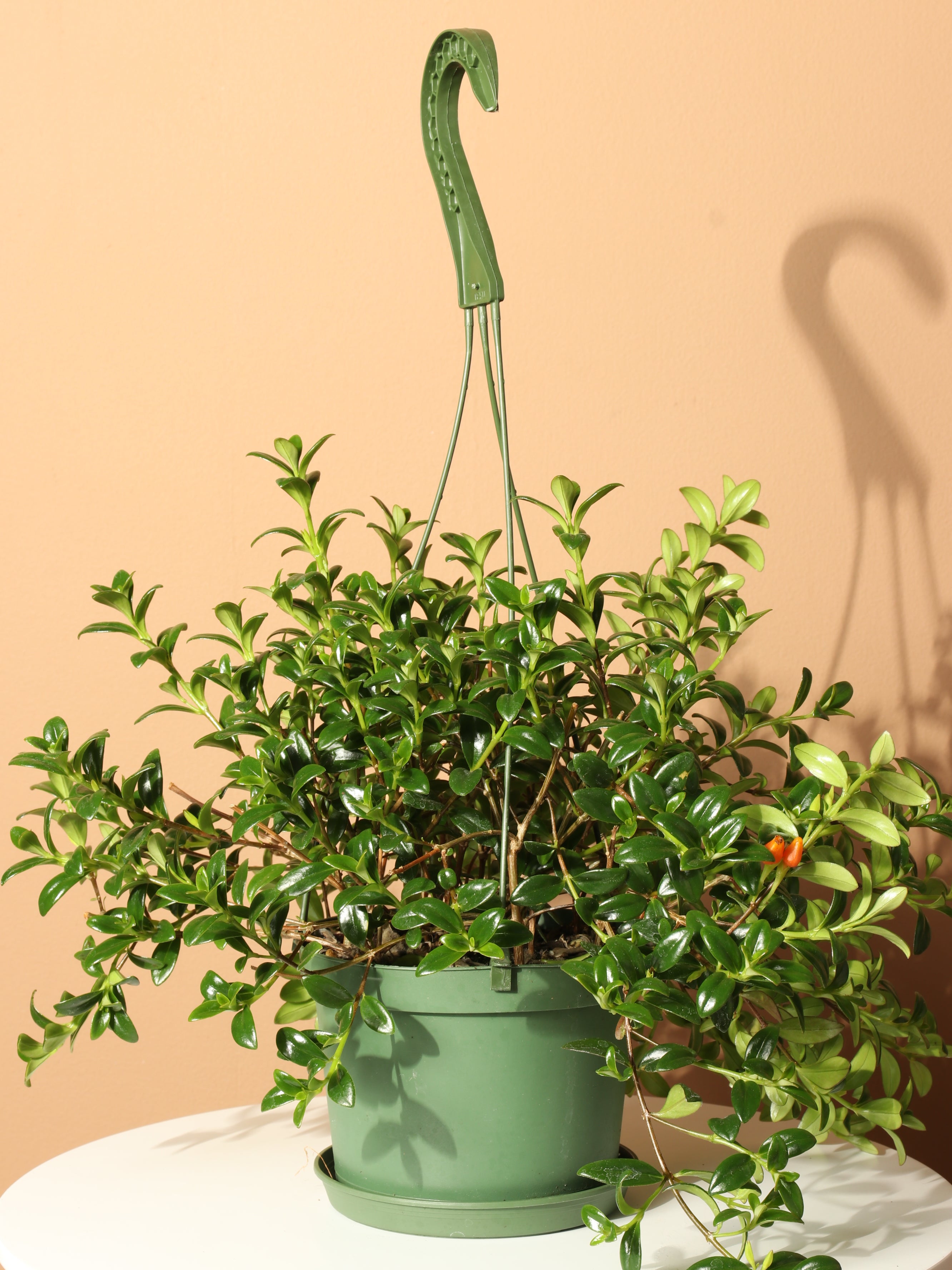 Hanging Goldfish Plant