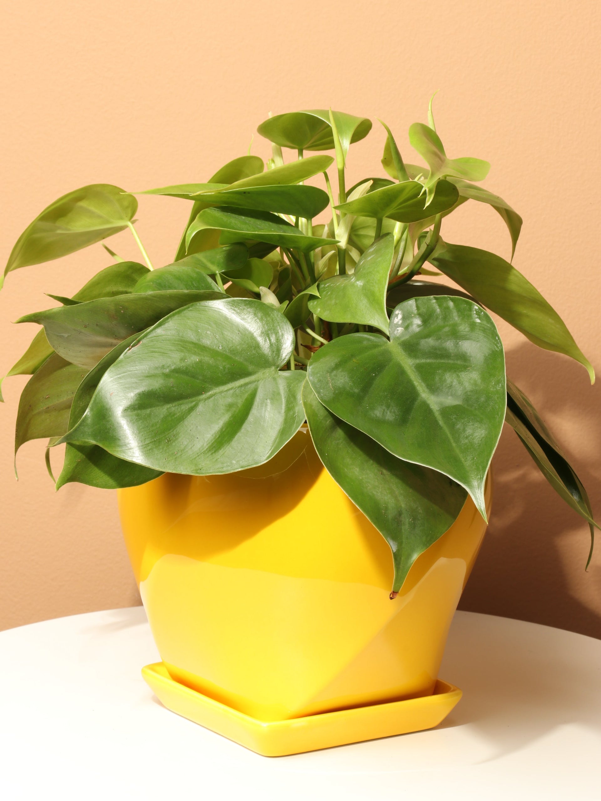 philodendron hederaceum benefits Medium Philodendron Hederaceum