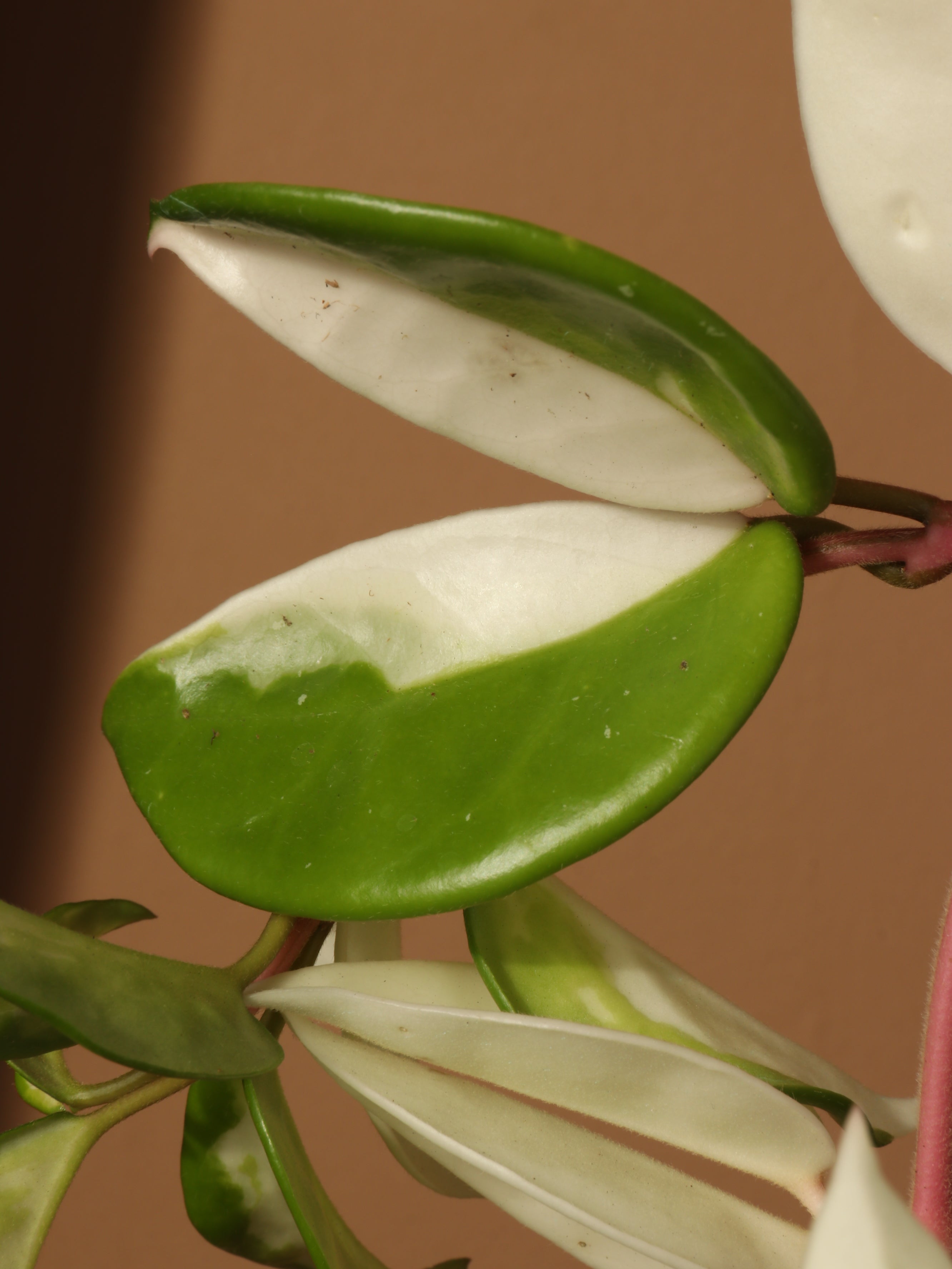 Hanging Hoya 'Krimson Queen'