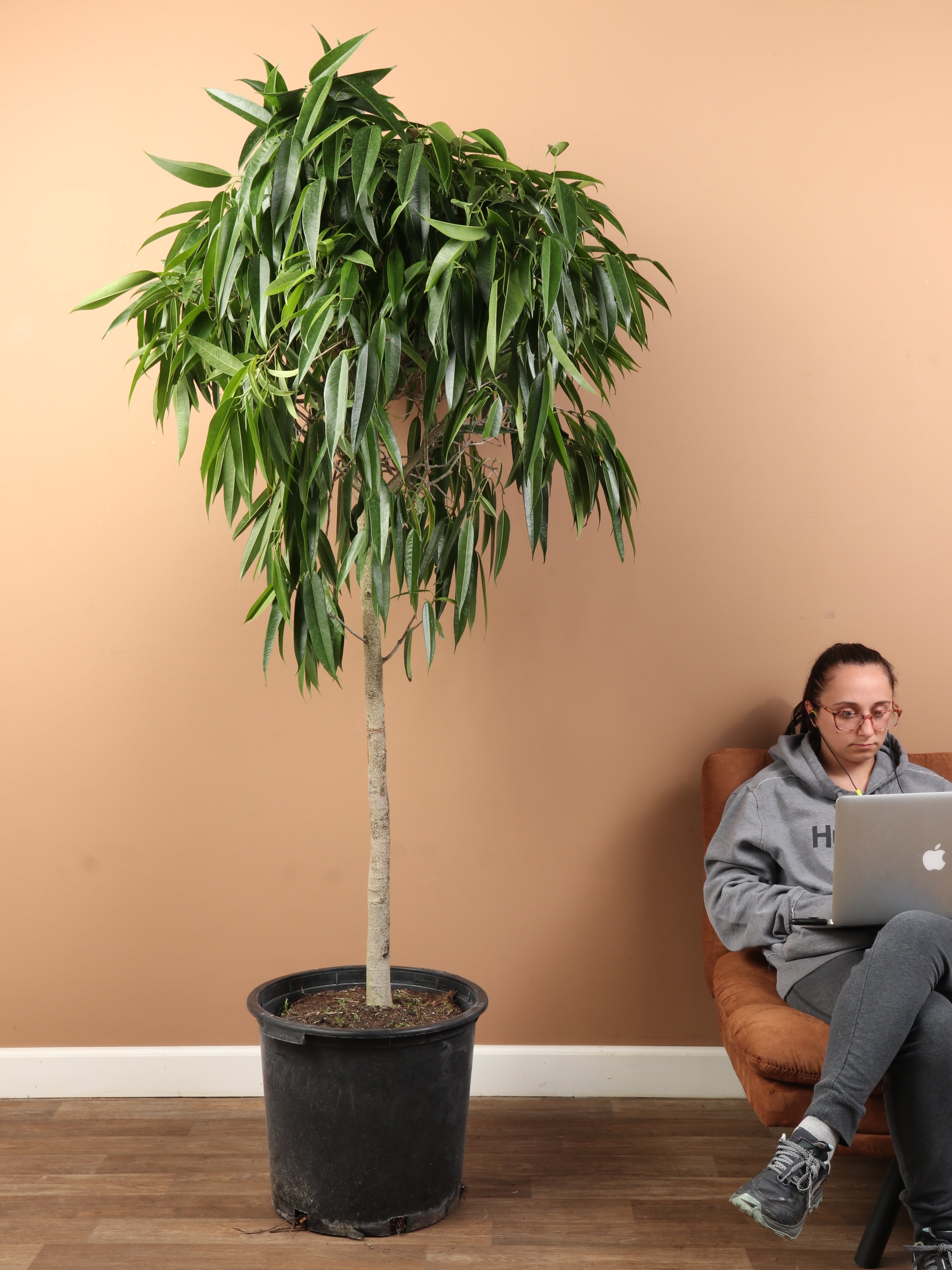 Huge Ficus 'Alii'