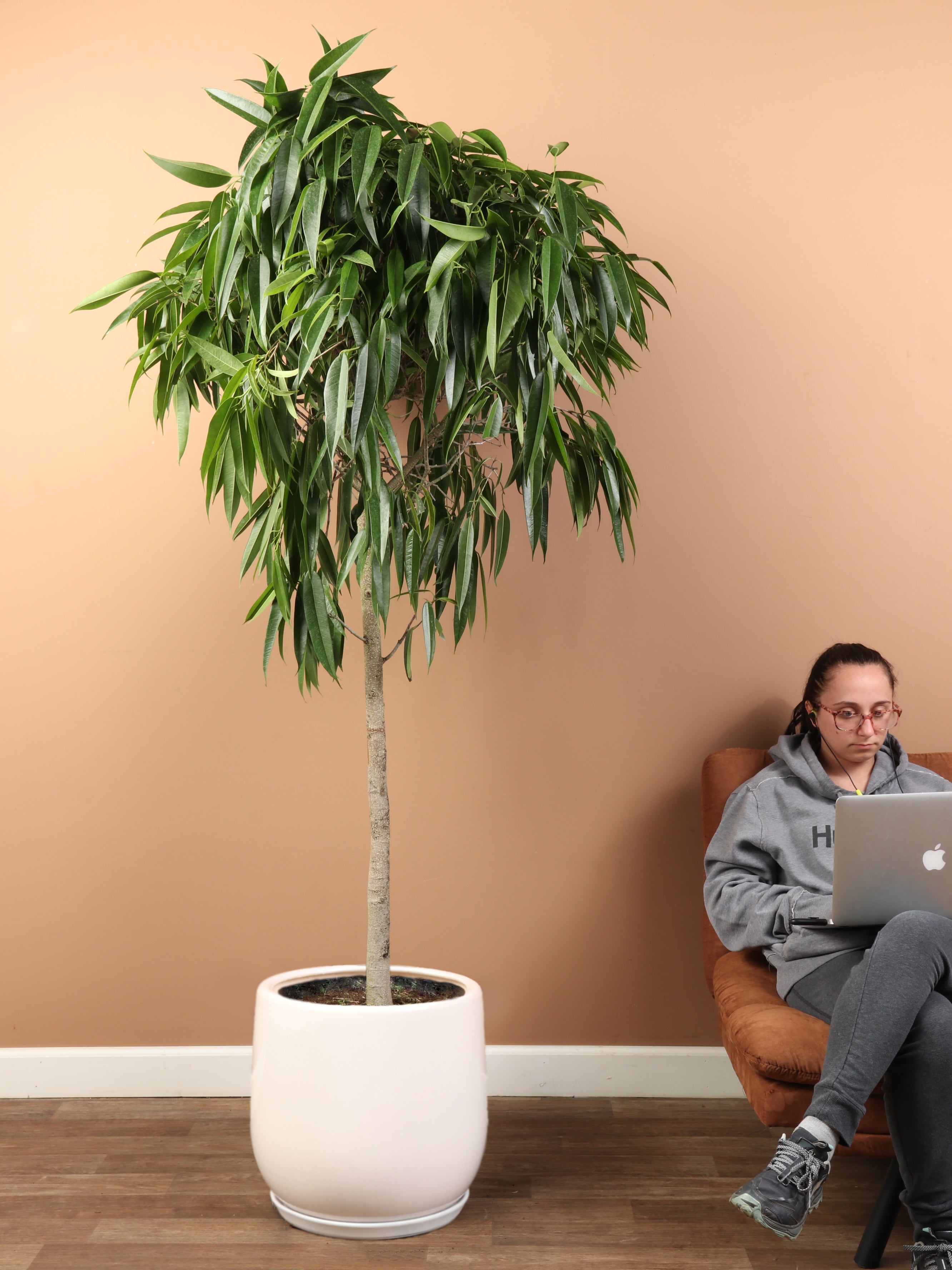 Huge Ficus 'Alii'