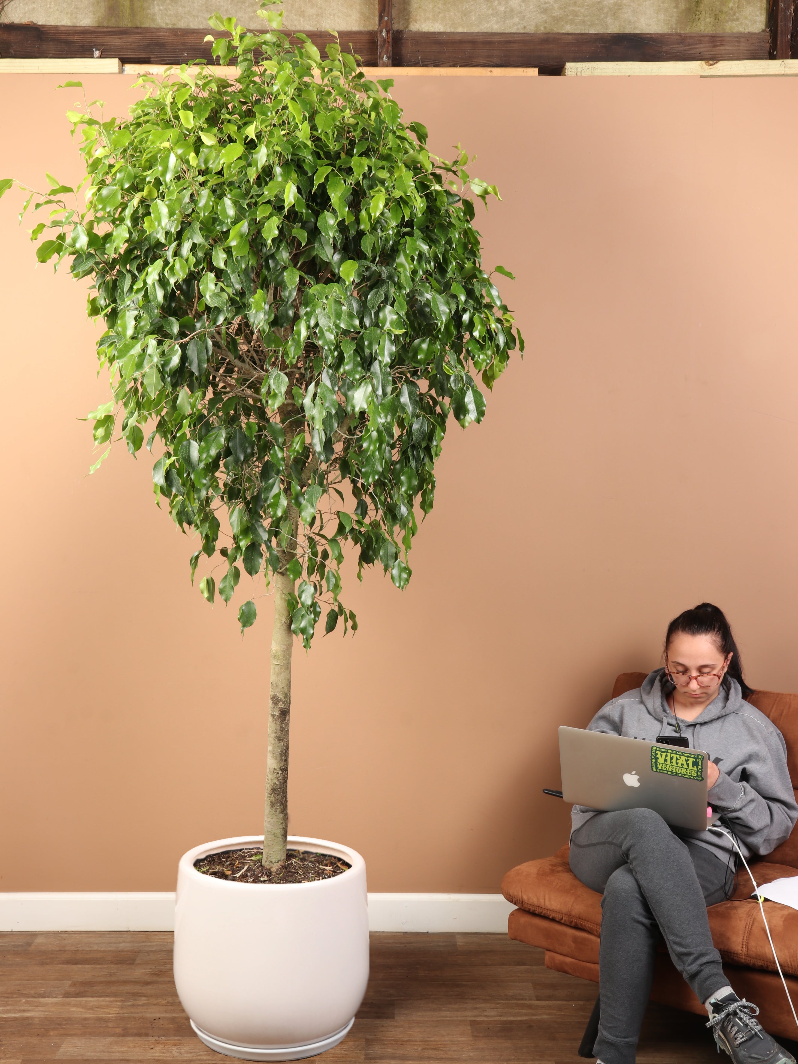 Huge Ficus 'Benjamina'| Pick the exact one over video call – Pafe Plants