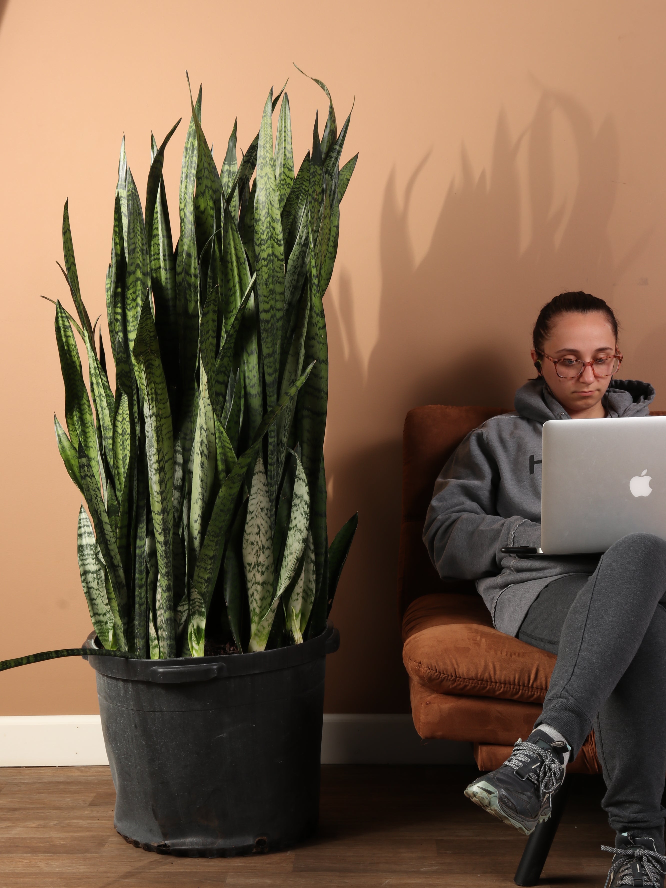 Huge Green Snake Plant