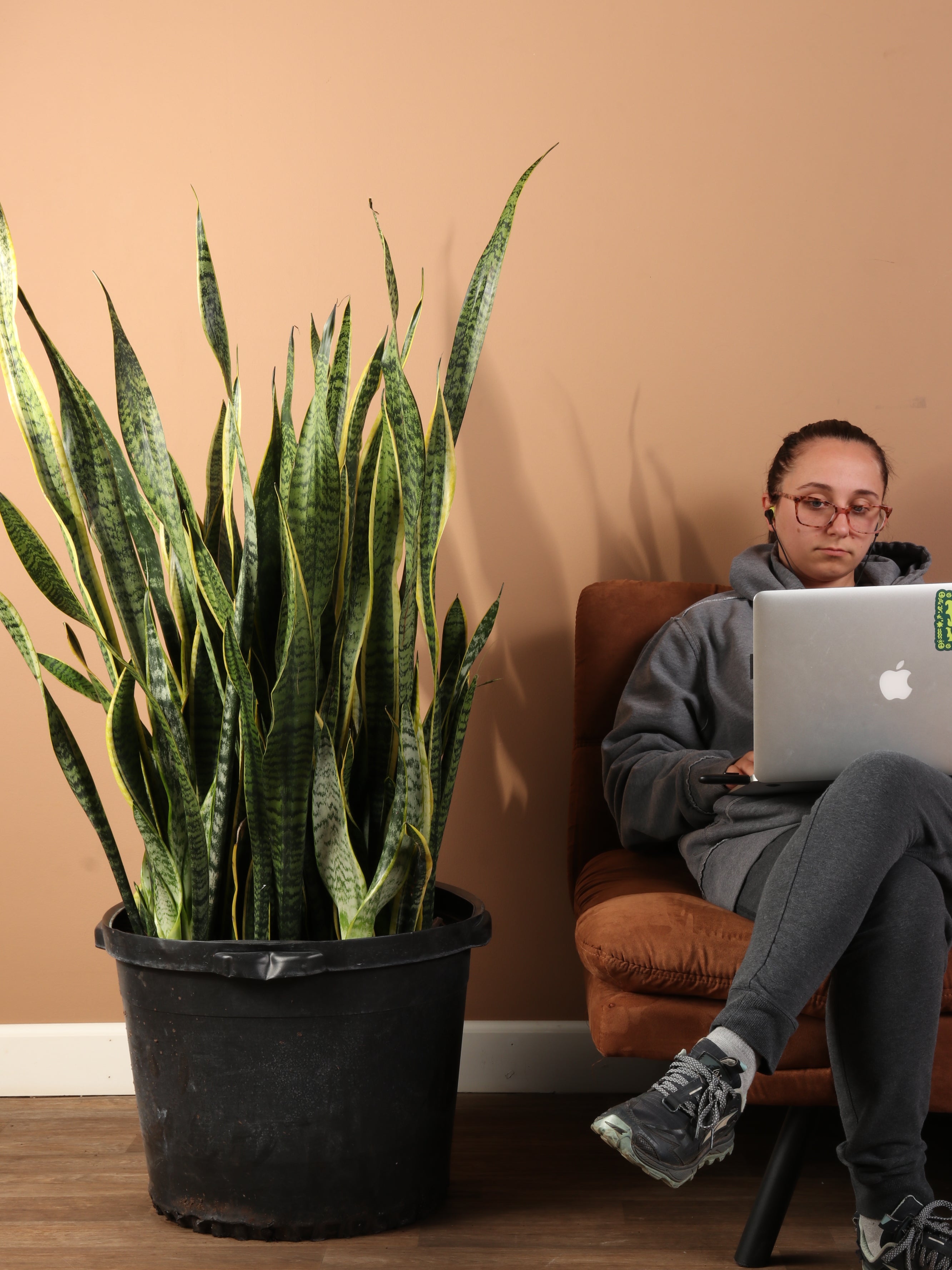 Huge Snake Plant